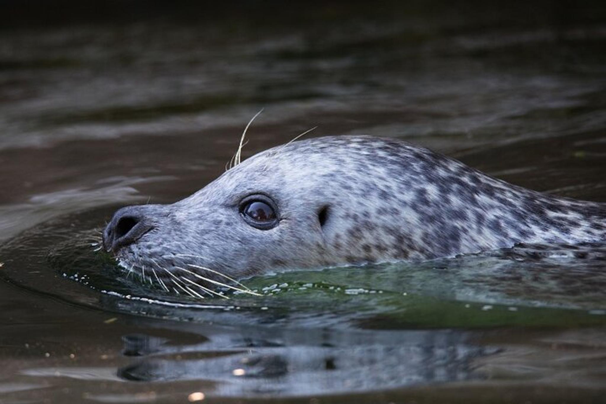 Ketchikan Whale Watching and Wilderness Dining 2 hr - Image 5