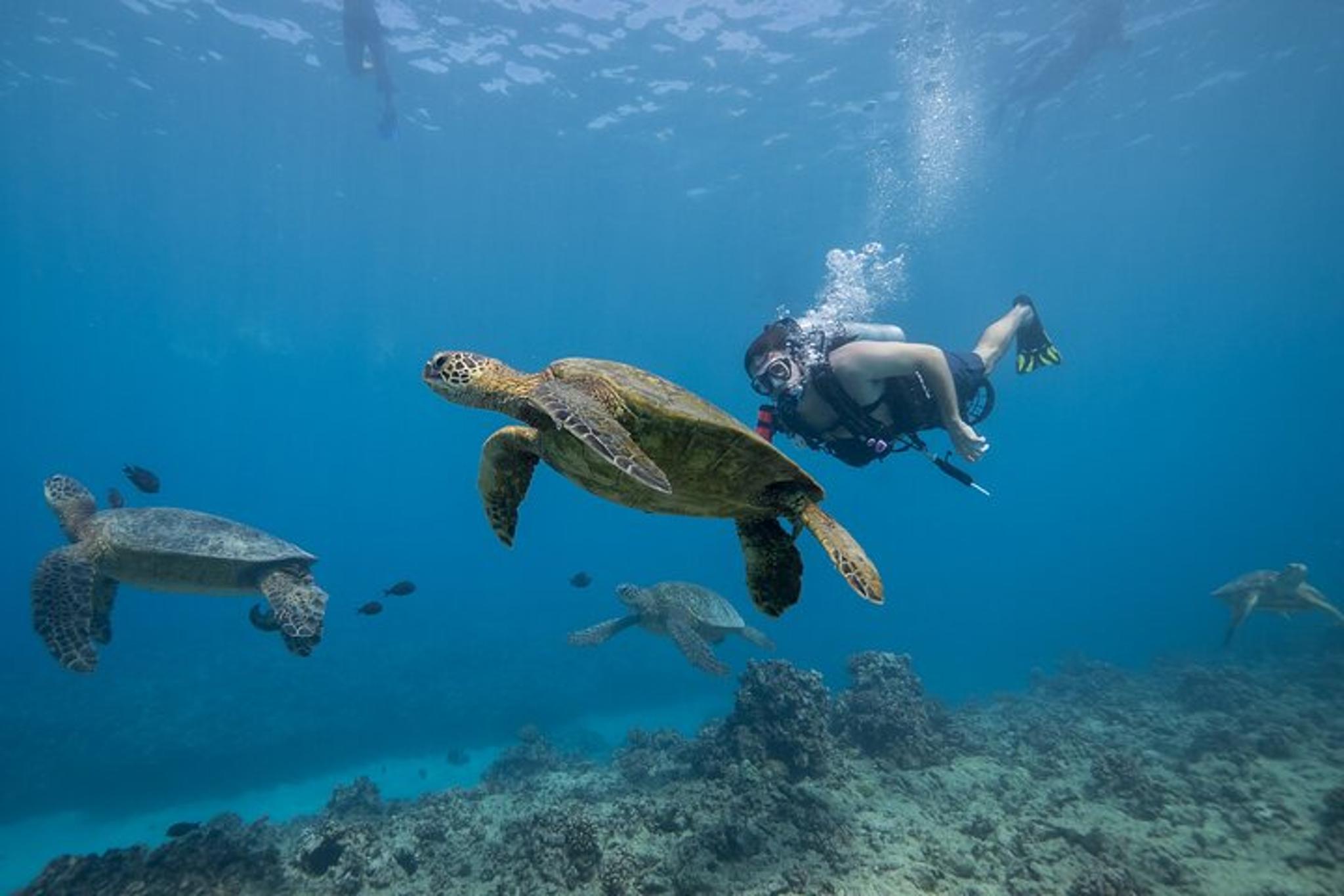 Oahu Certified Diver 2-Tank Reef Dive