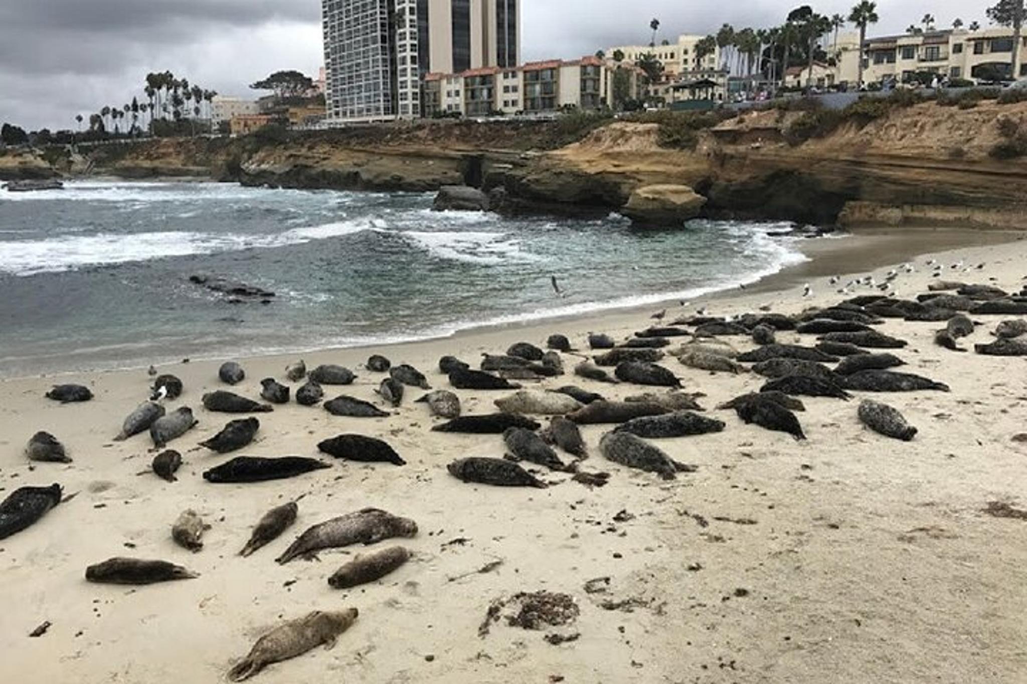 La Jolla Segway Tour