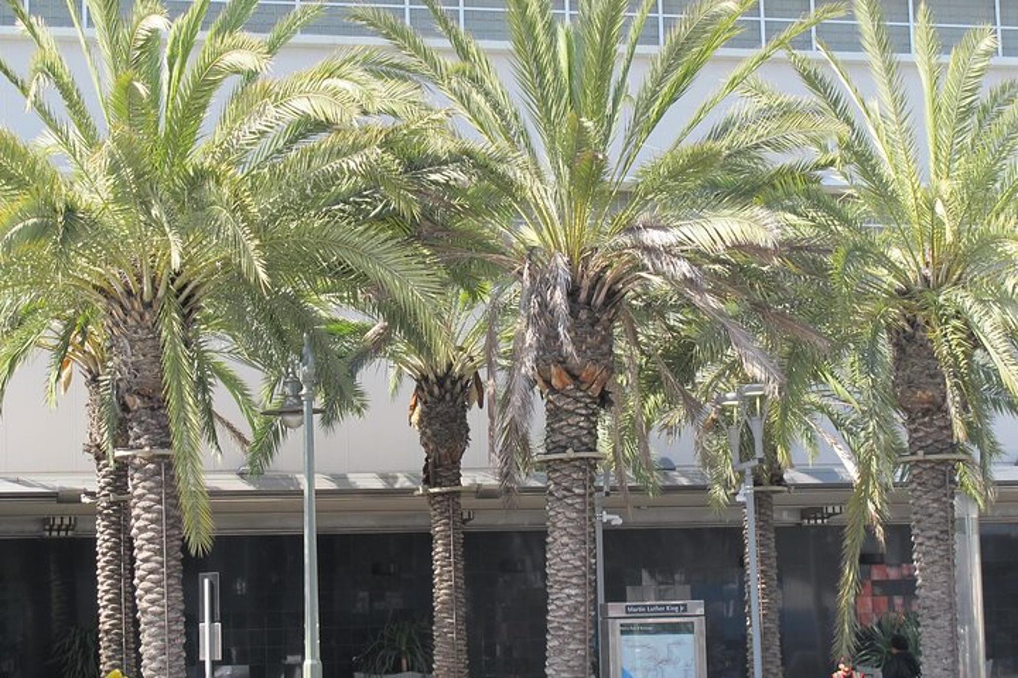 Los Angeles Black History Van Tour - Image 2