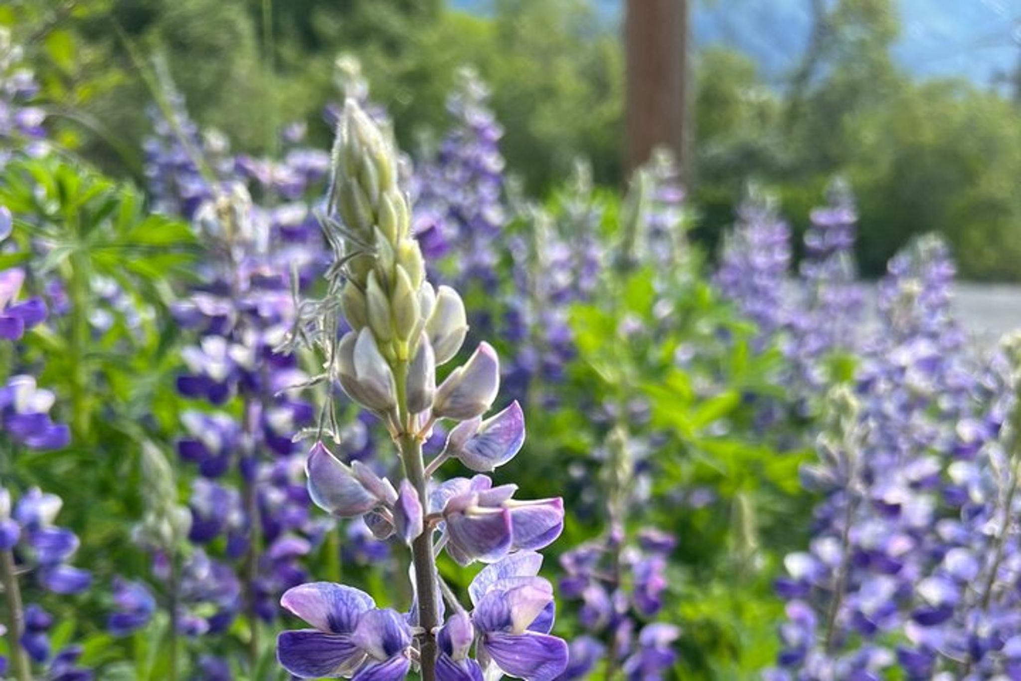 Anchorage Historic Towns & Gold Treasures Tour - Image 4