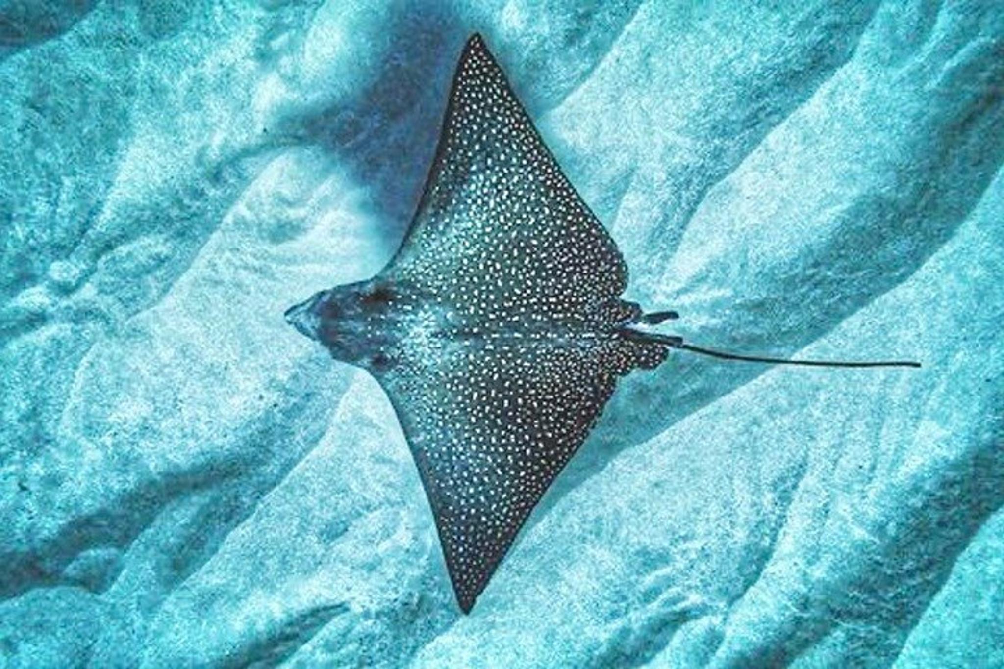 Oahu Dolphin Watching and Turtle Snorkeling - Image 5