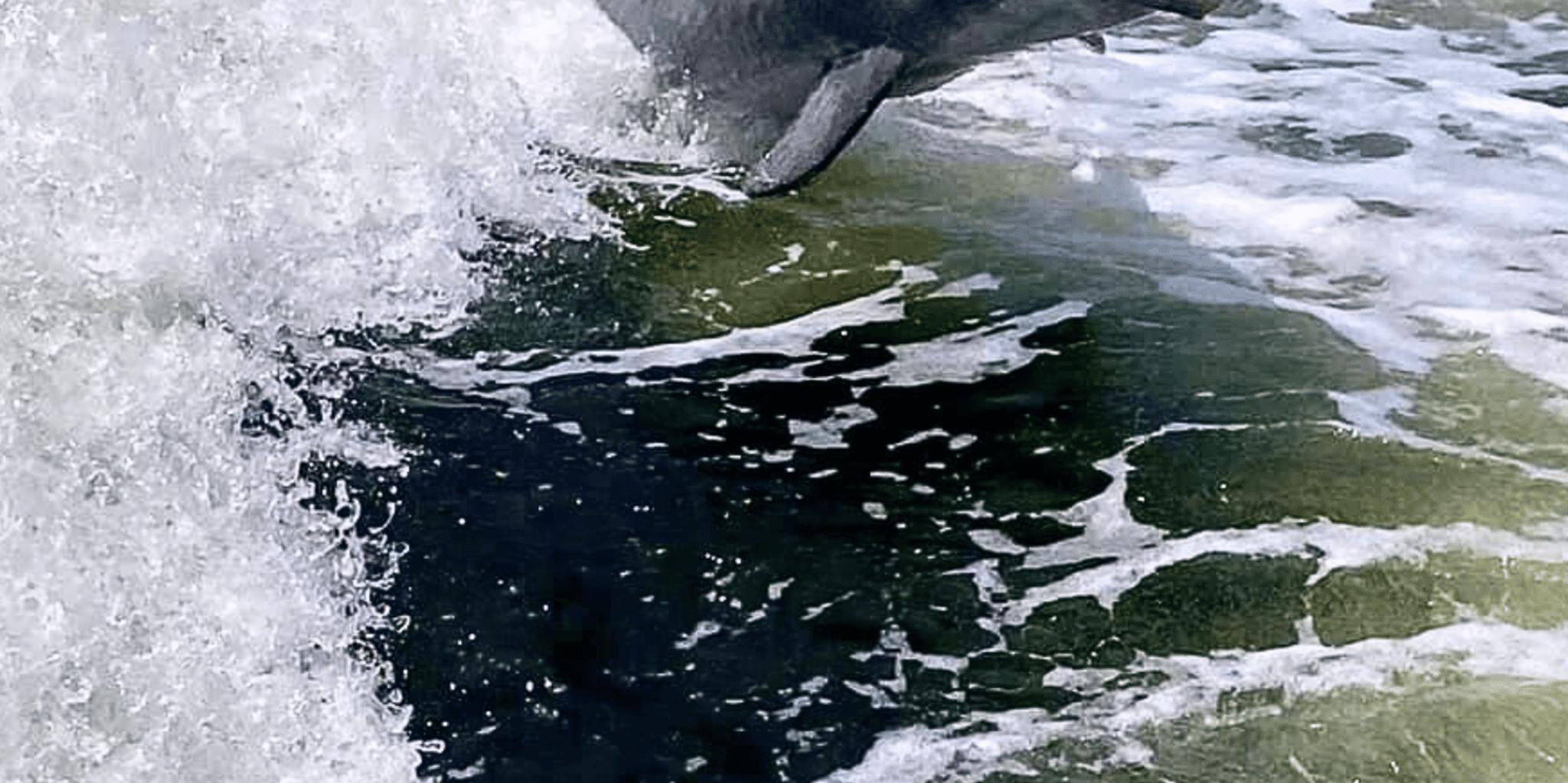 Pensacola Beach Dolphin Sightseeing Tour - Image 4