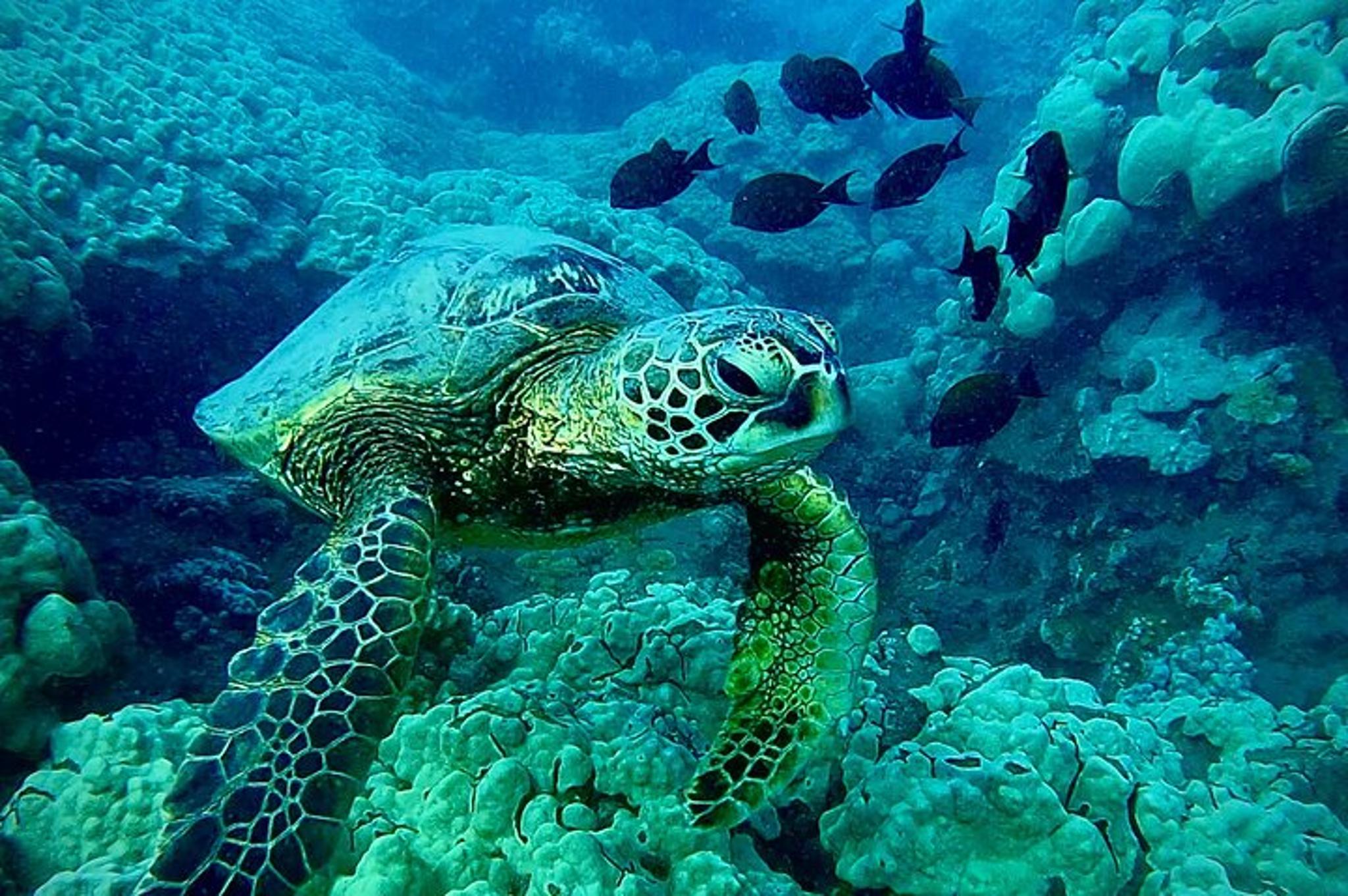 Maui Snorkel Tour with Marine Biologist 2 hr - Image 5