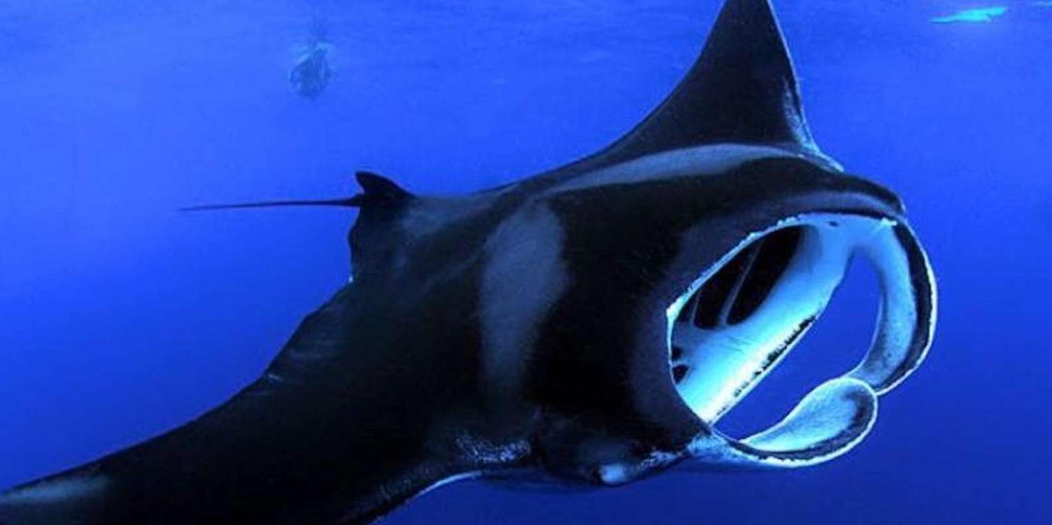 Kailua Kona Manta Ray Night Snorkel Adventure - Image 2