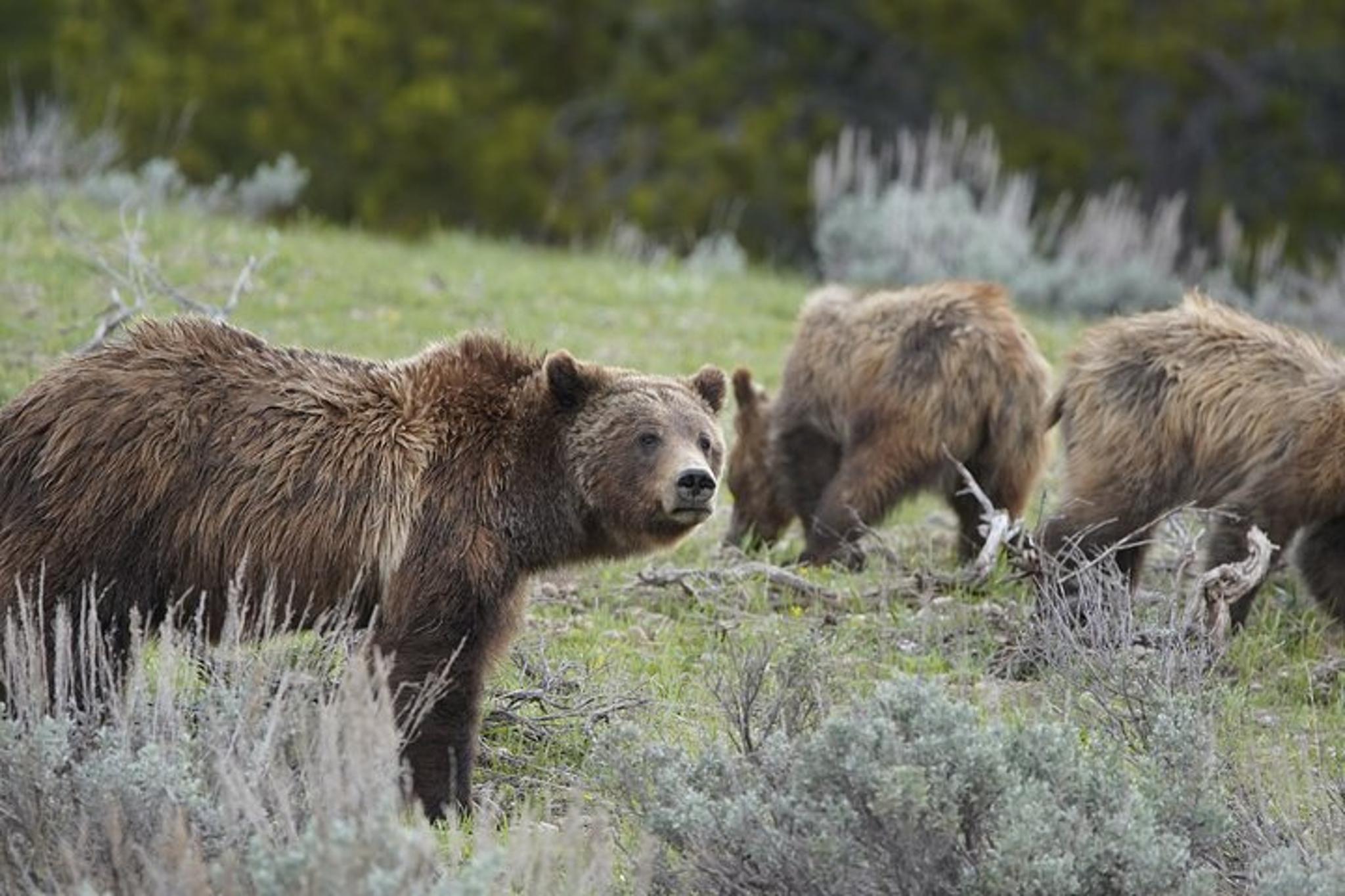 Jackson Yellowstone National Park Guided Tour Full Day - Image 5