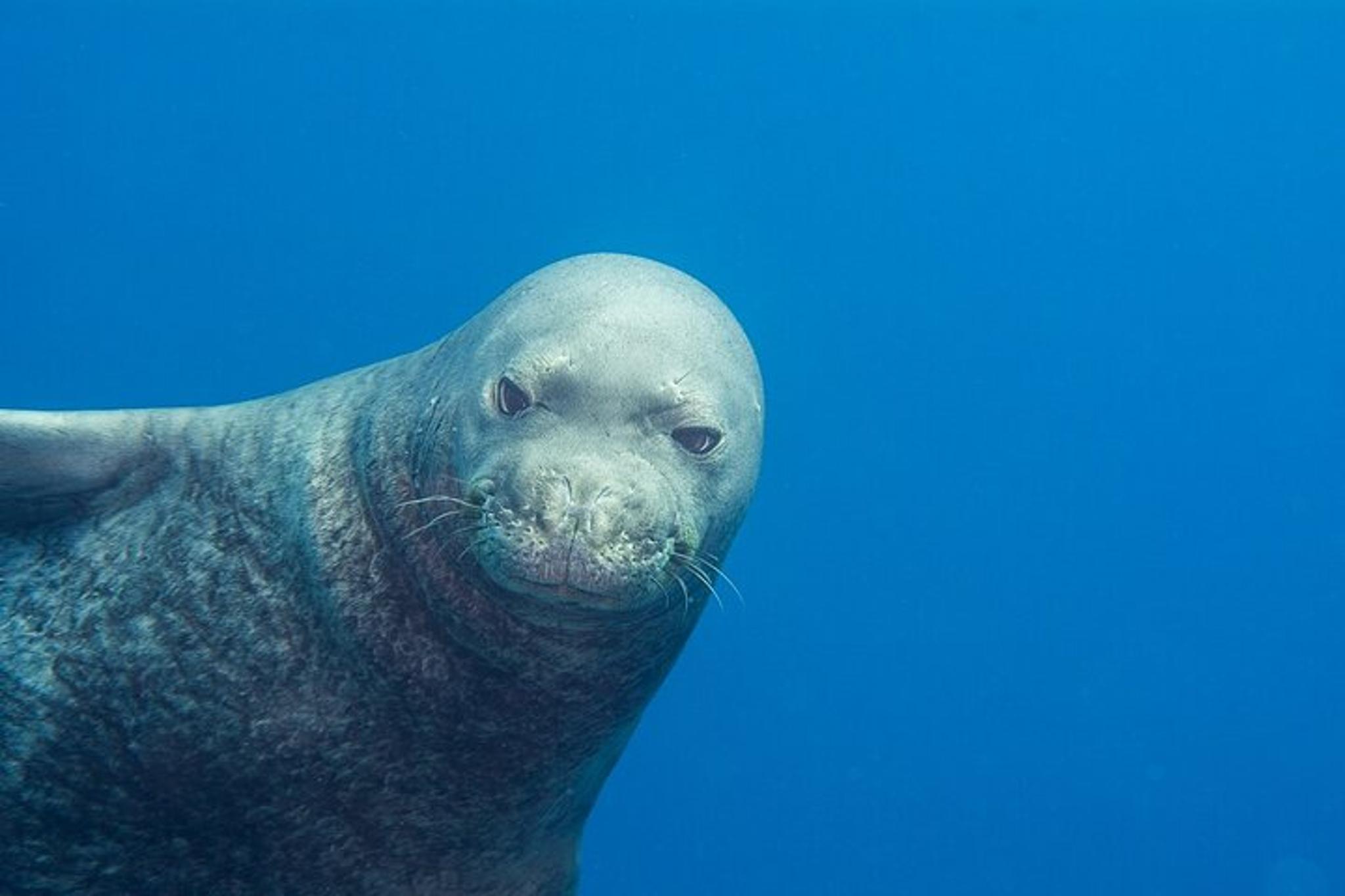 Niihau Scuba Charter with 2 or 3 Tank Dive - Image 4