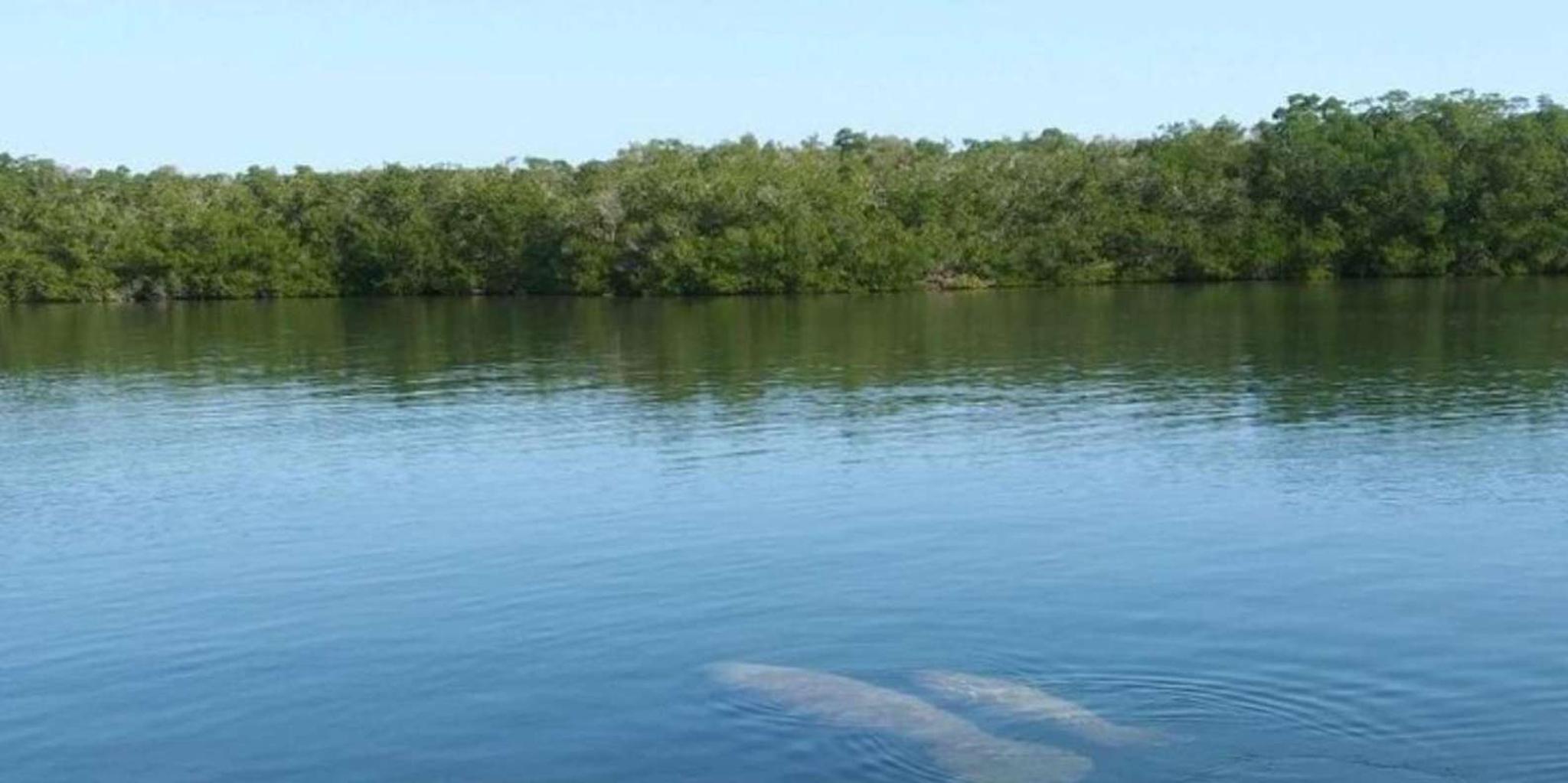 Key Largo Boat Eco Tour - Image 3