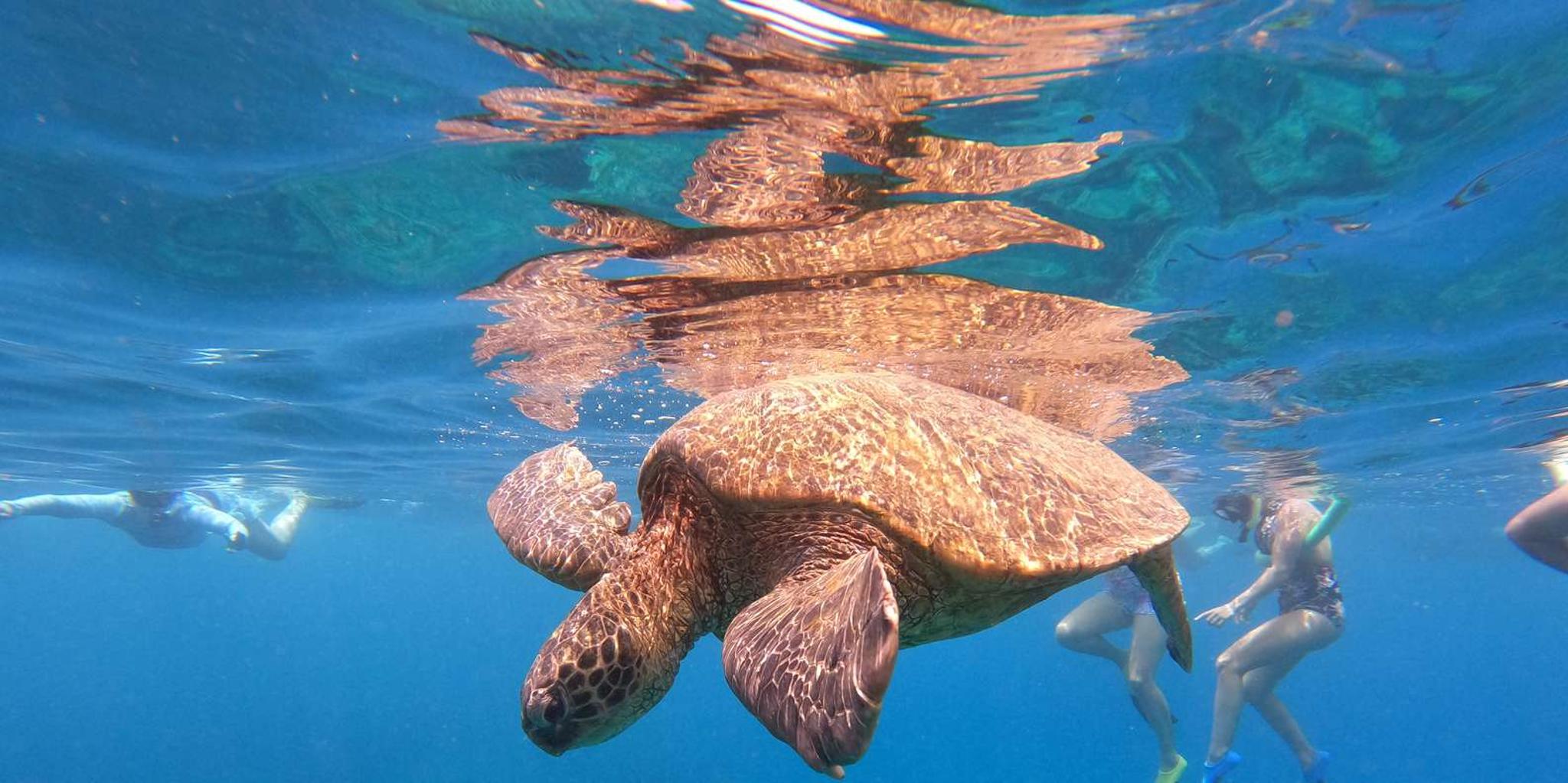 Ka'anapali West Maui Snorkel Tour 4.5 hr