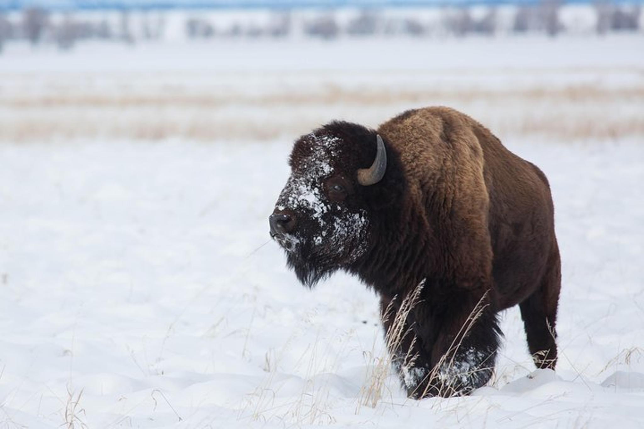 Jackson Hole Wildlife Safari Tour - Image 6