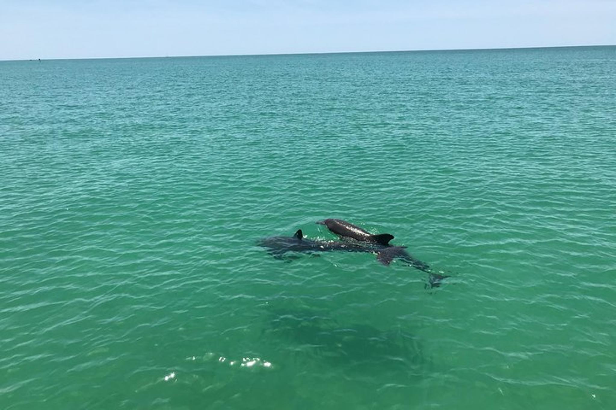 Tampa Dolphin Shelling Snorkeling Cruise - Image 3