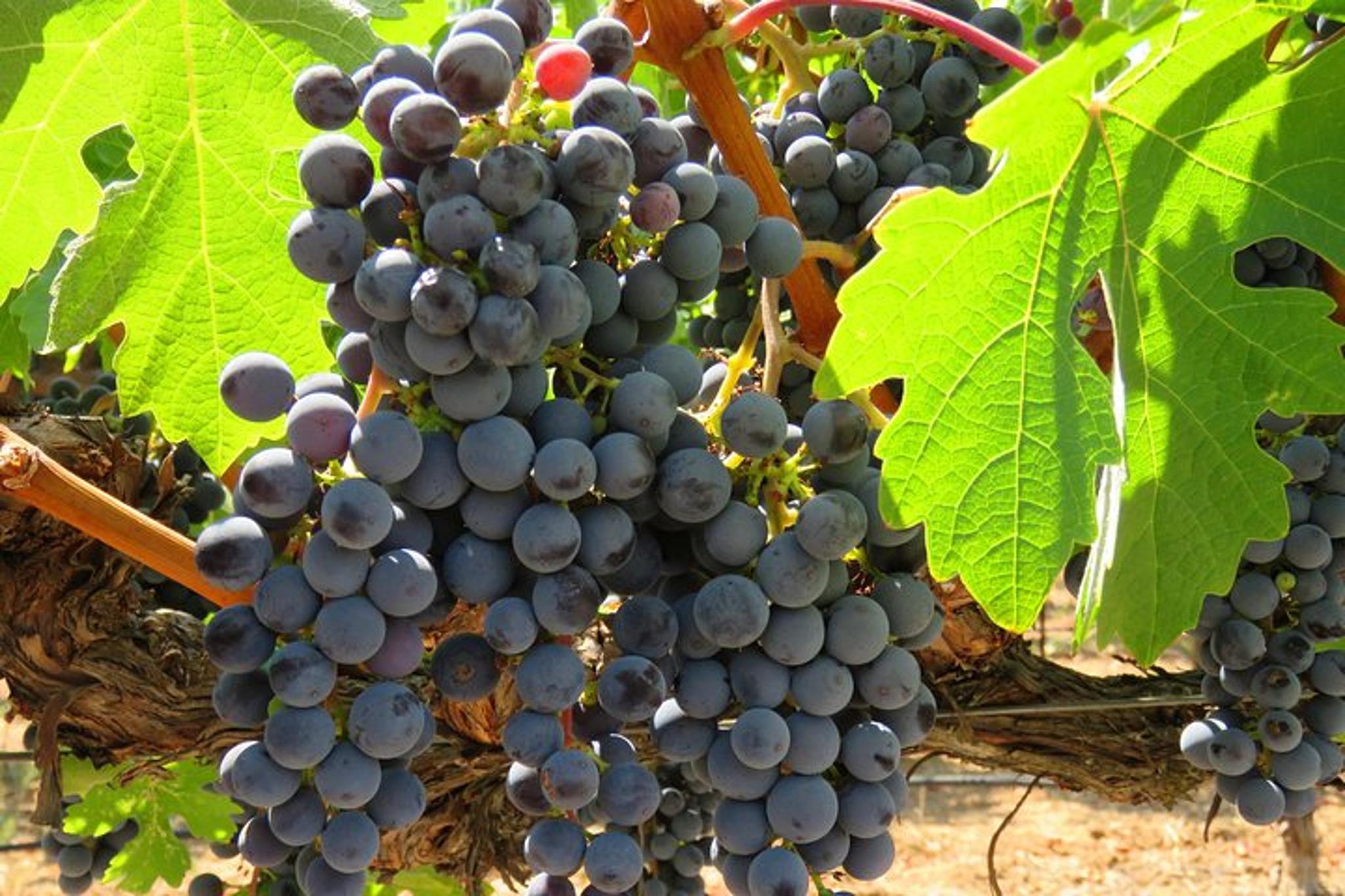 Napa Valley Hot Air Balloon Ride and Wine Tour - Image 4