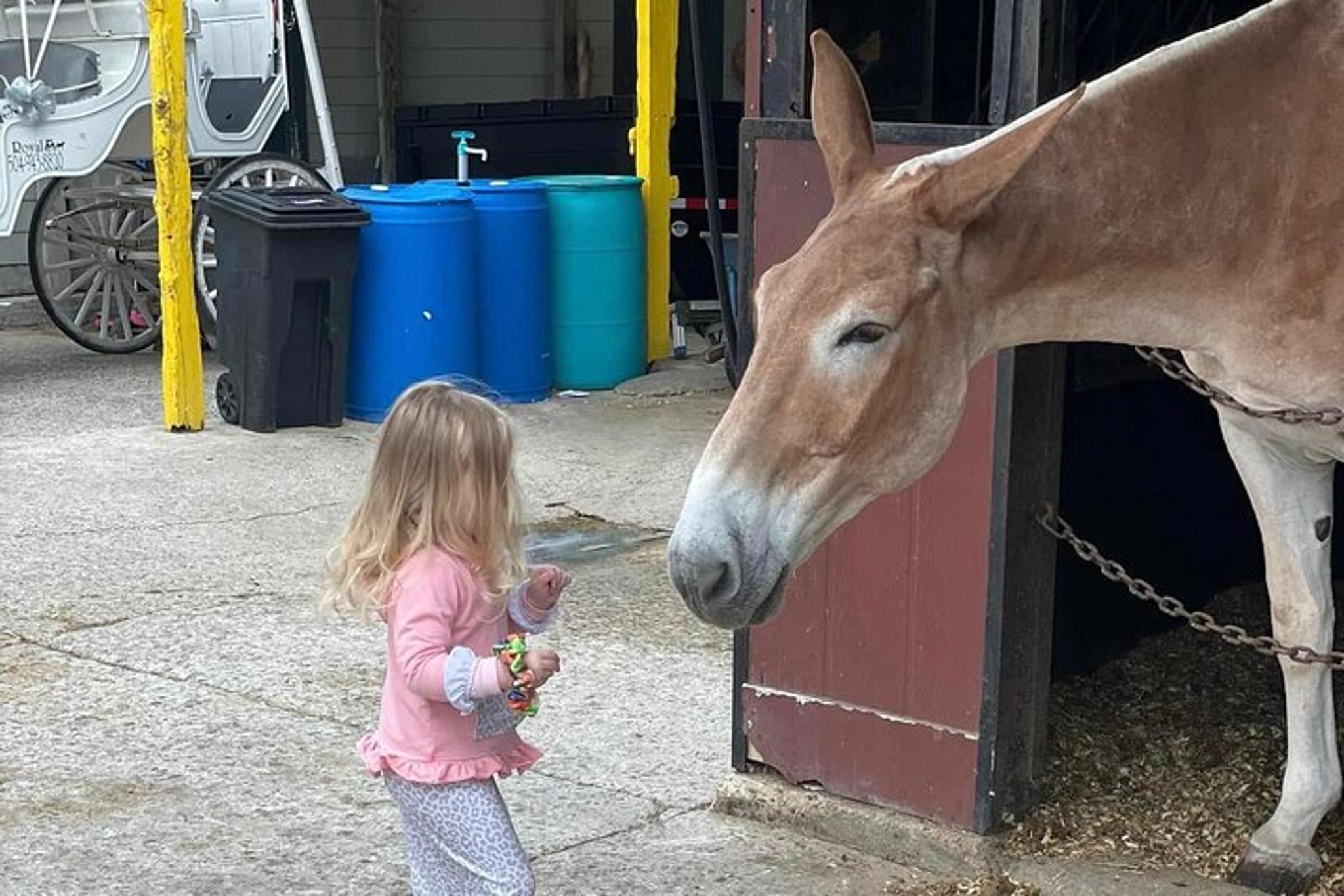 New Orleans Mules Barn Tour - Image 2
