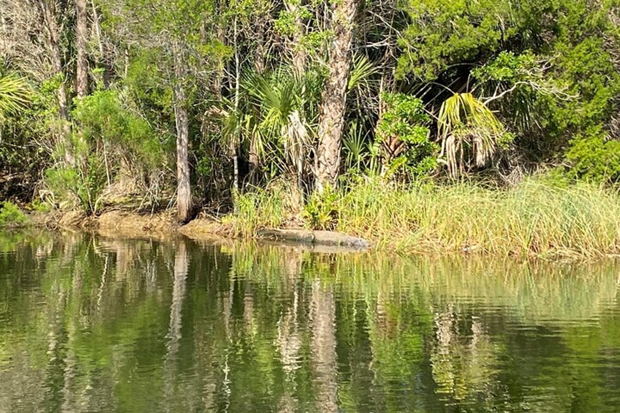 Crystal River Electric Paddleboard Tour - Image 6