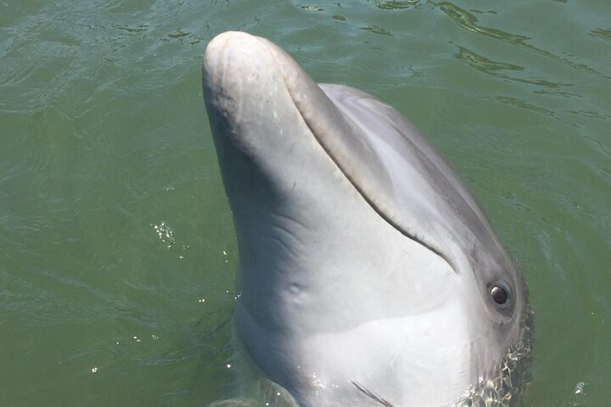 Hilton Head Island Dolphin and Daufuskie Island Tour - Image 2