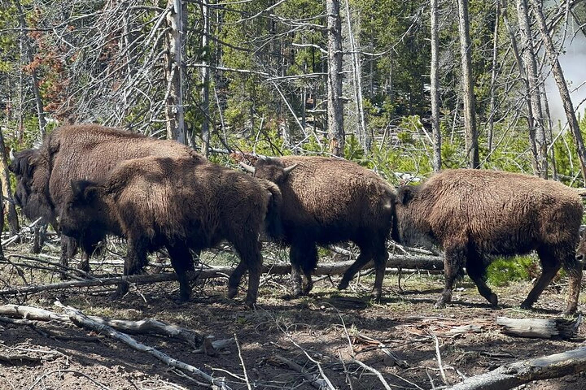 Jackson Hole Yellowstone Private Tour - Image 4
