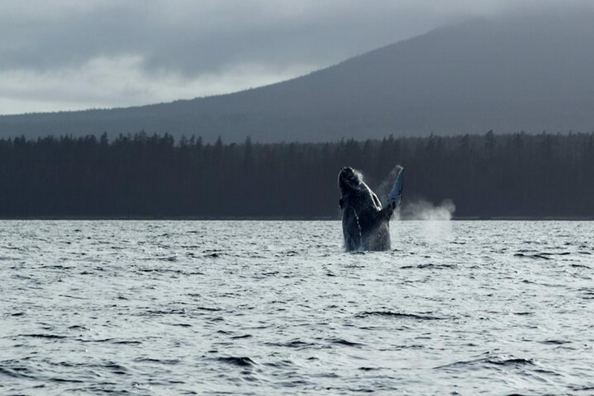 Sitka Marine Wildlife Tour