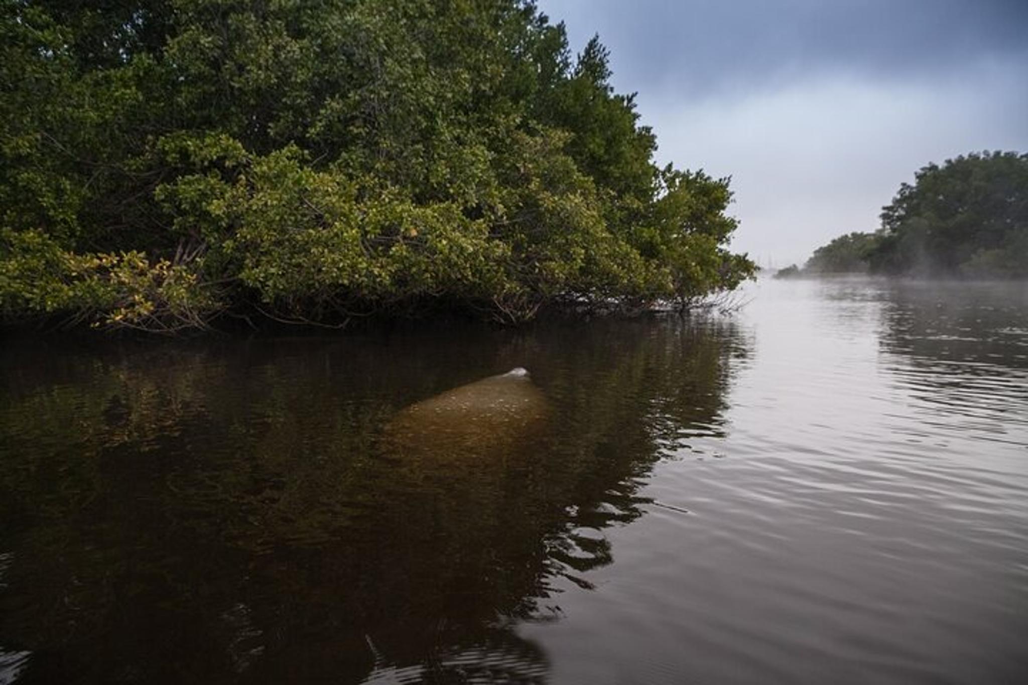 Marco Island Kayak Tour with Manatees and Mangroves - Image 4