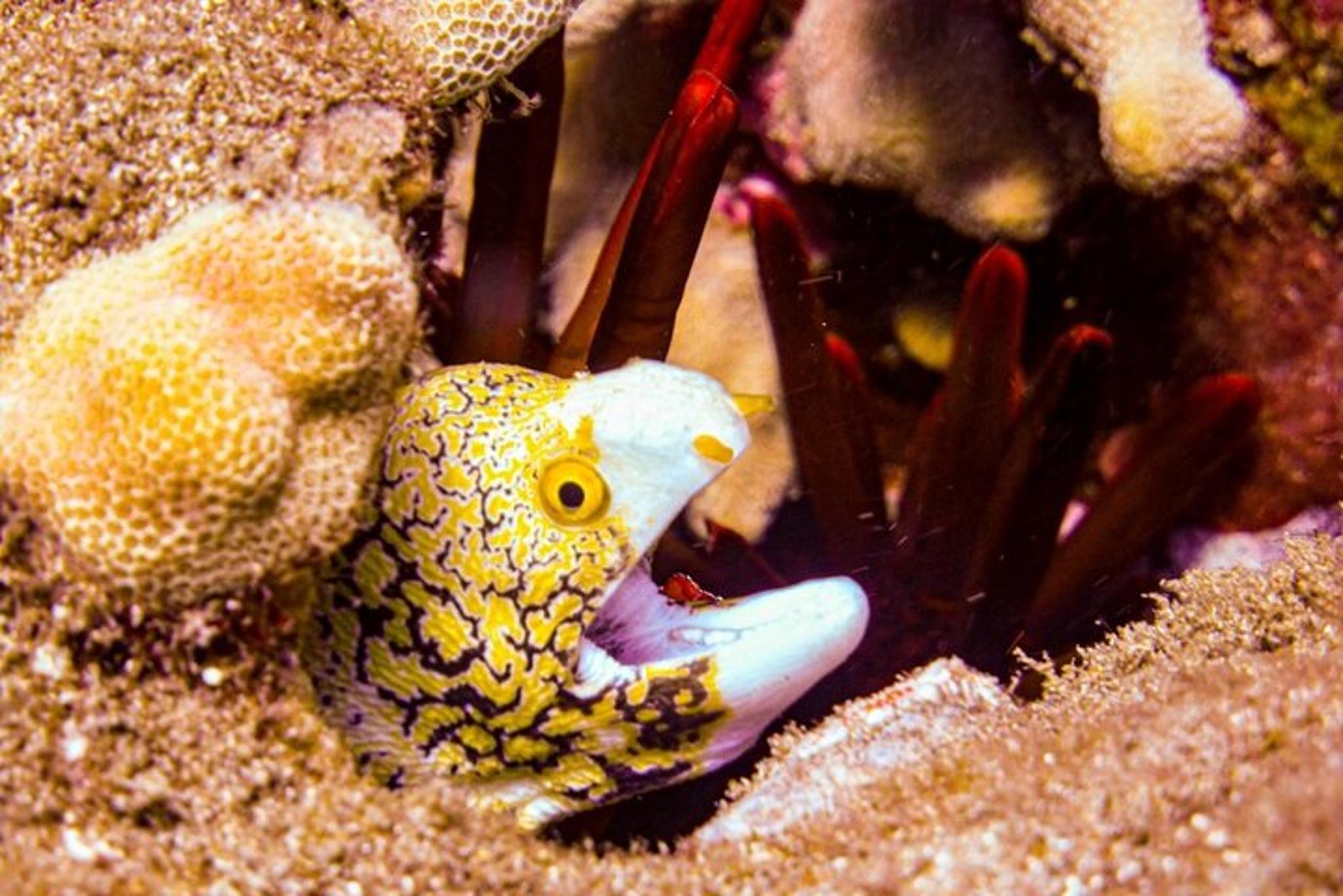 Maui Shore Dive - Image 4