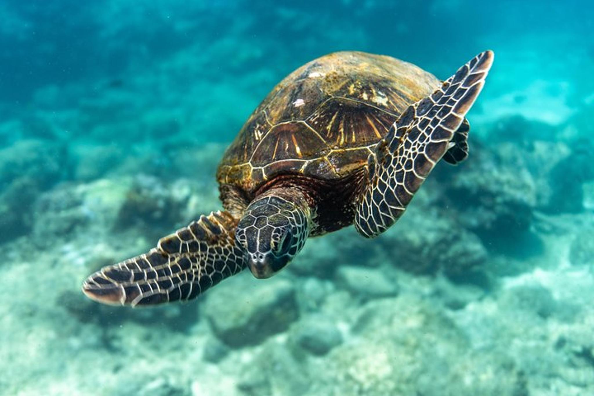 Waikiki SCUBA Diving Charter 3 hr - Image 2