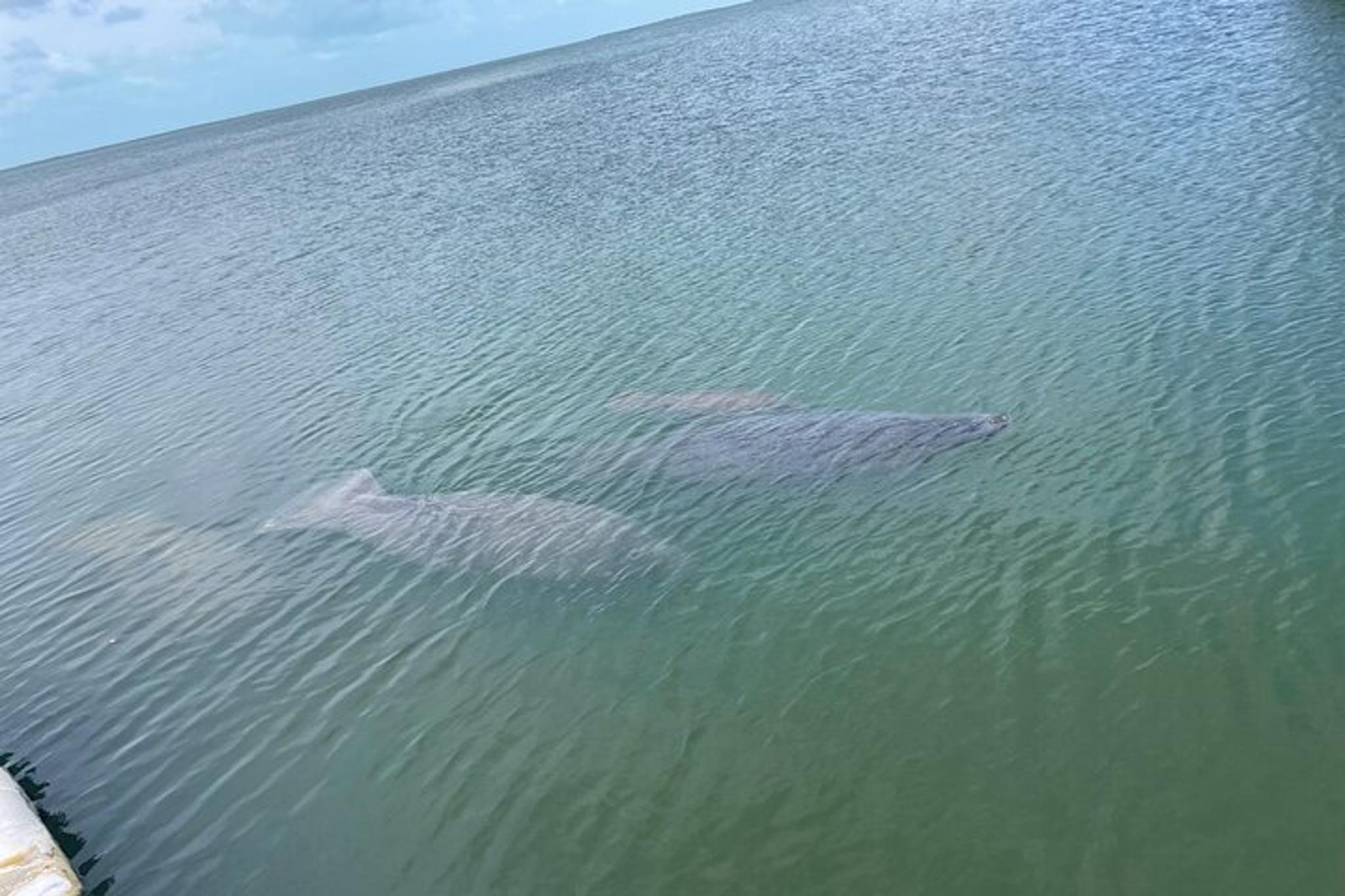 Key Largo Dolphin Sunset Tour - Image 4