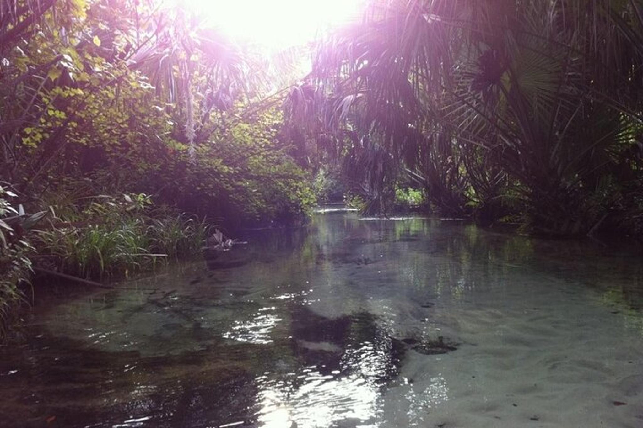 Silver Springs Self-Guided Clear Kayak Tour 2 hr - Image 5