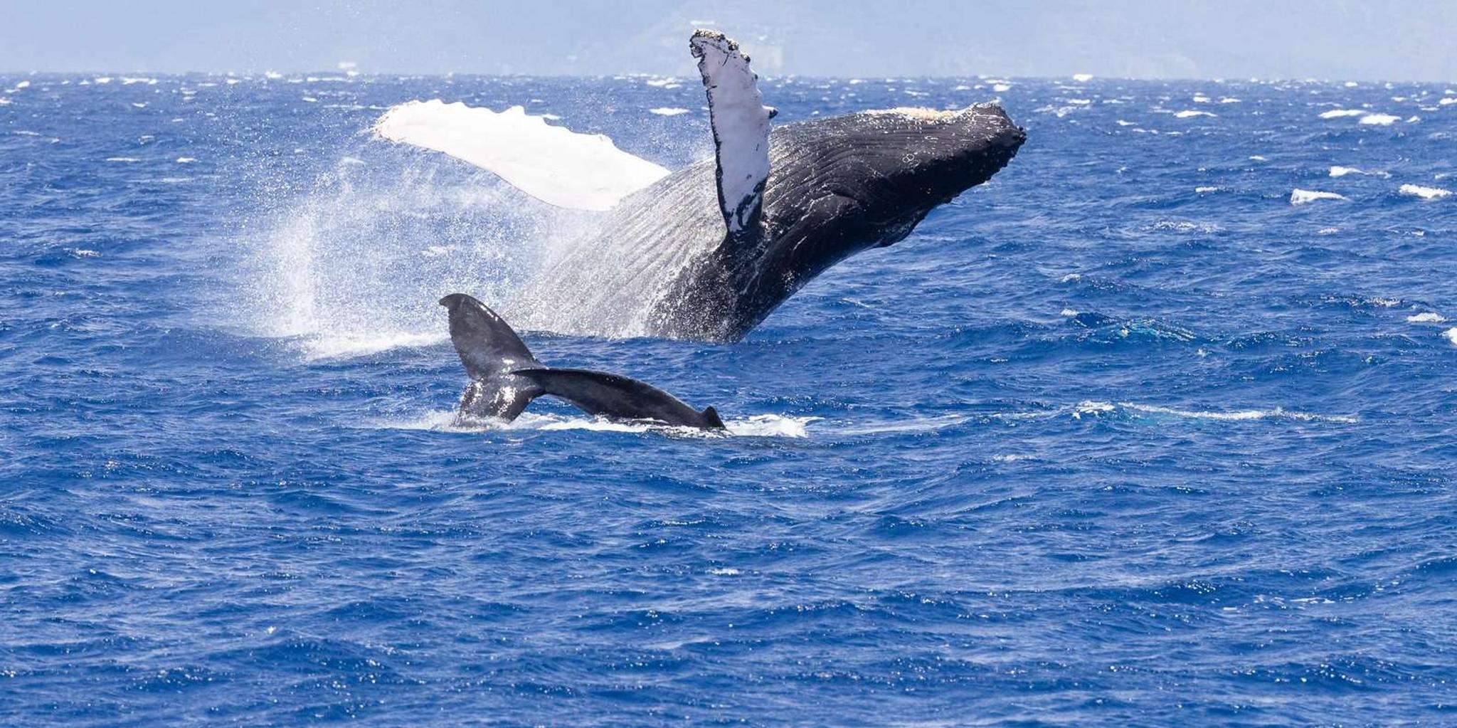 Maui Whale Watching Tour from Ka'anapali Beach - Image 4