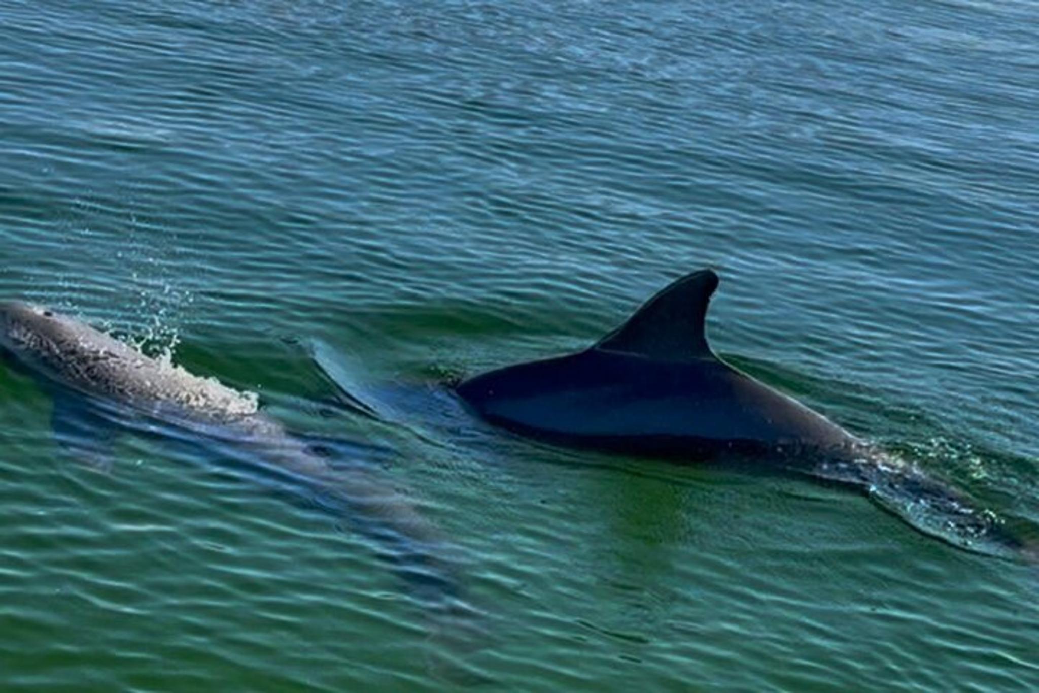 Destin Harbor Boat Ride and Dolphin Watching - Image 6