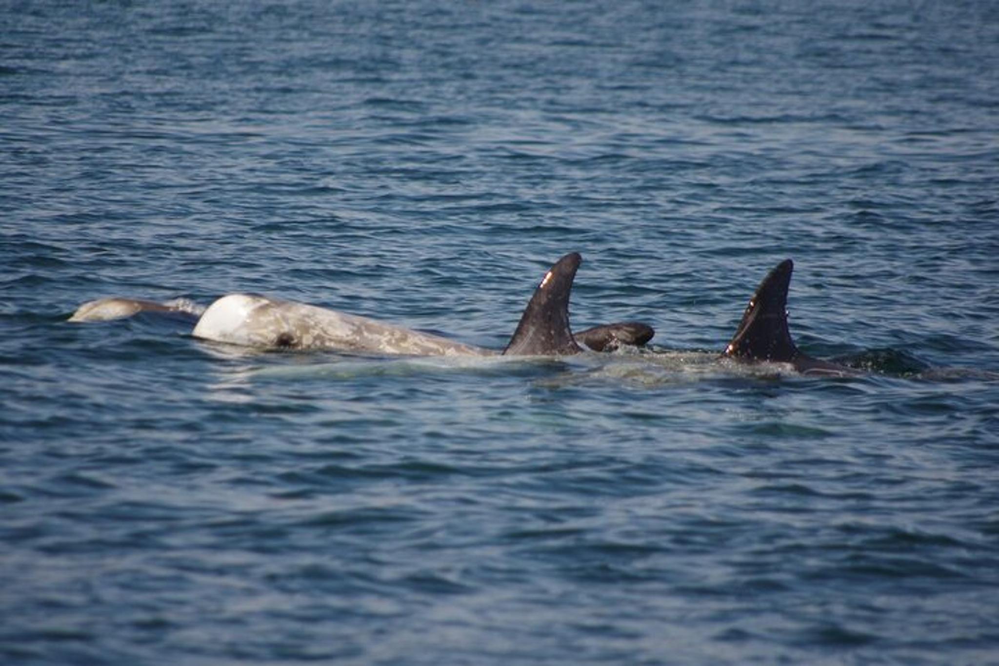 Monterey Whale Watching Cruise - Image 3