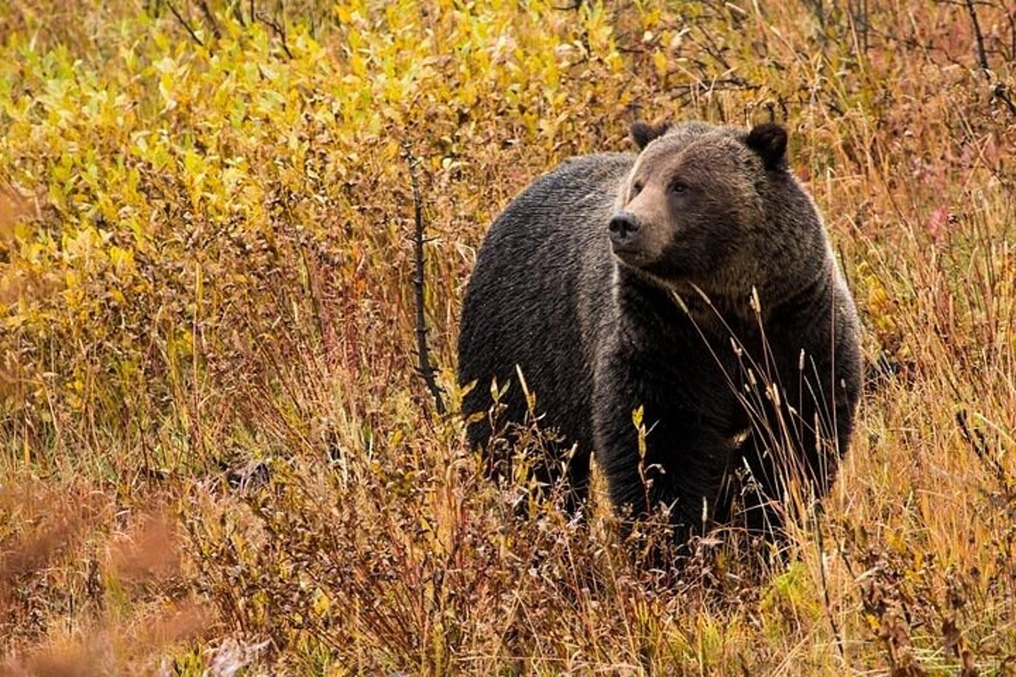 Yellowstone & Grand Teton National Parks Small Group Tour - Image 2