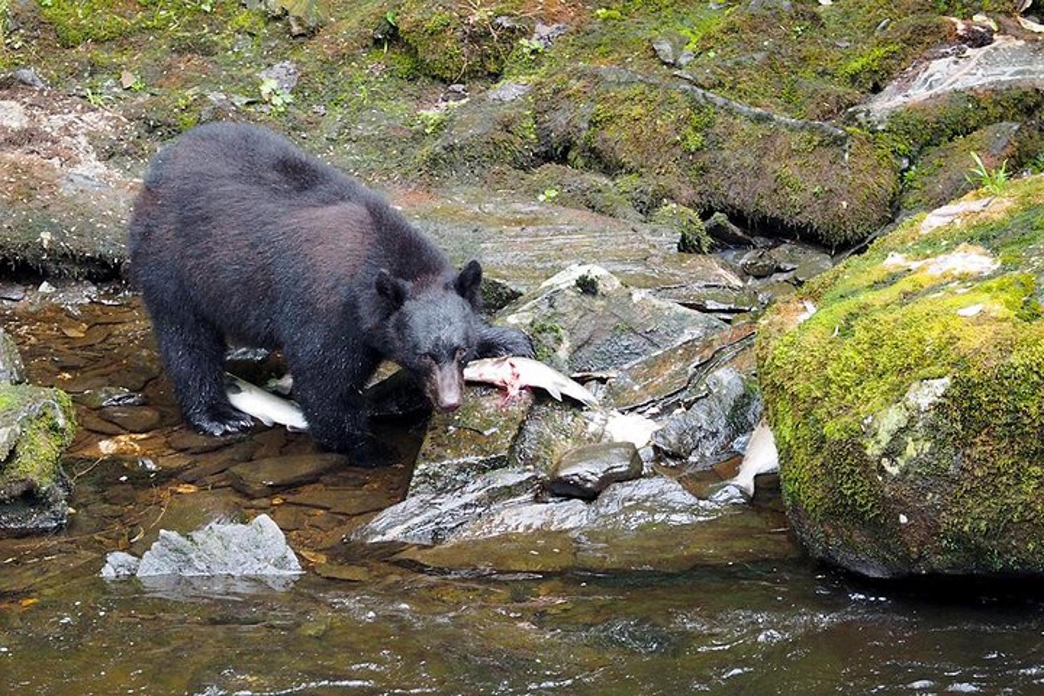 Ketchikan Bear Viewing Floatplane Tour