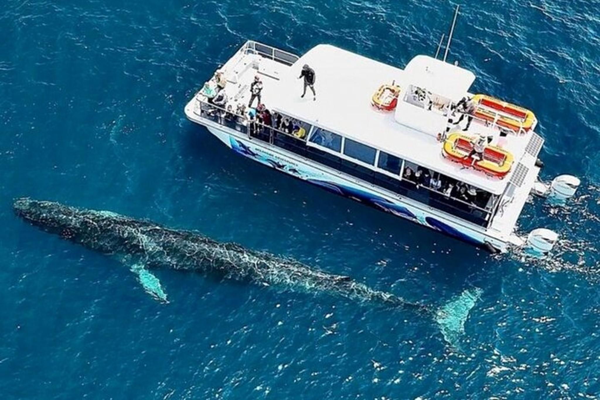 Oceanside Whale Watching Tour 2 hr - Image 2