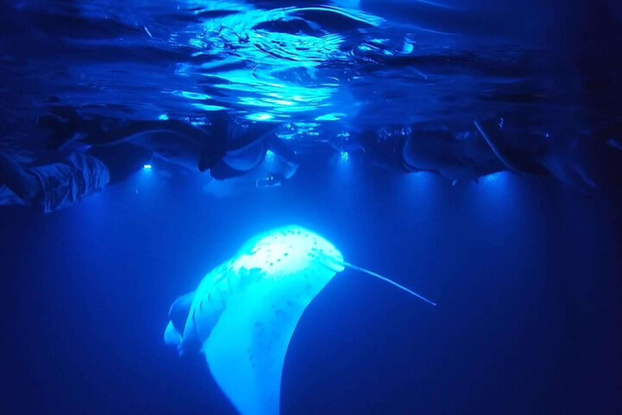 Kona Manta Ray Night Snorkel
