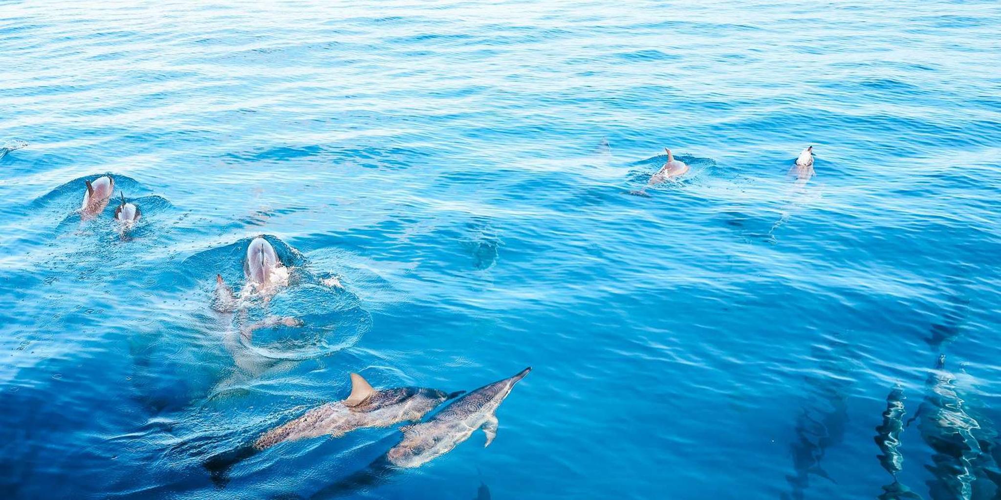 Kailua-Kona Snorkeling and Dolphin Watch Tour - Image 5