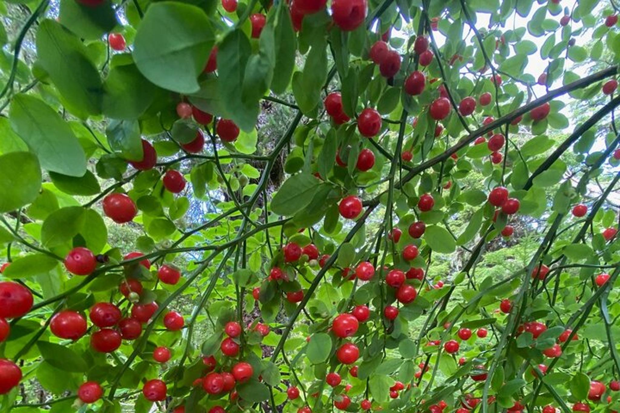 Sitka Walking Tour with Personal Guide - Image 6