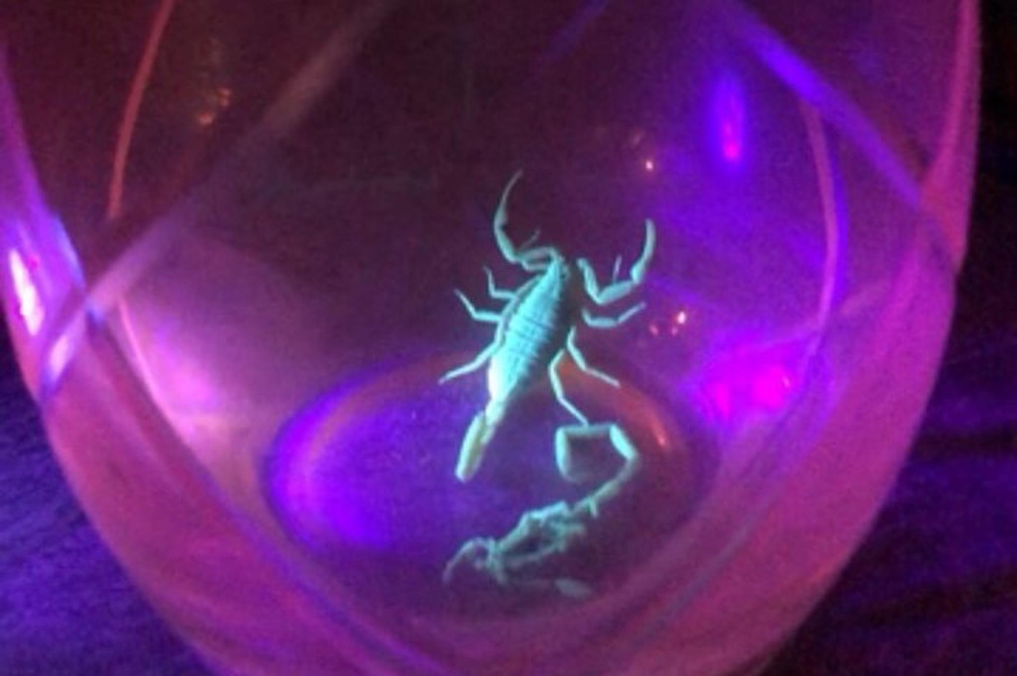 Las Vegas Virtual Scorpion and Black Widow Hunt - Image 2