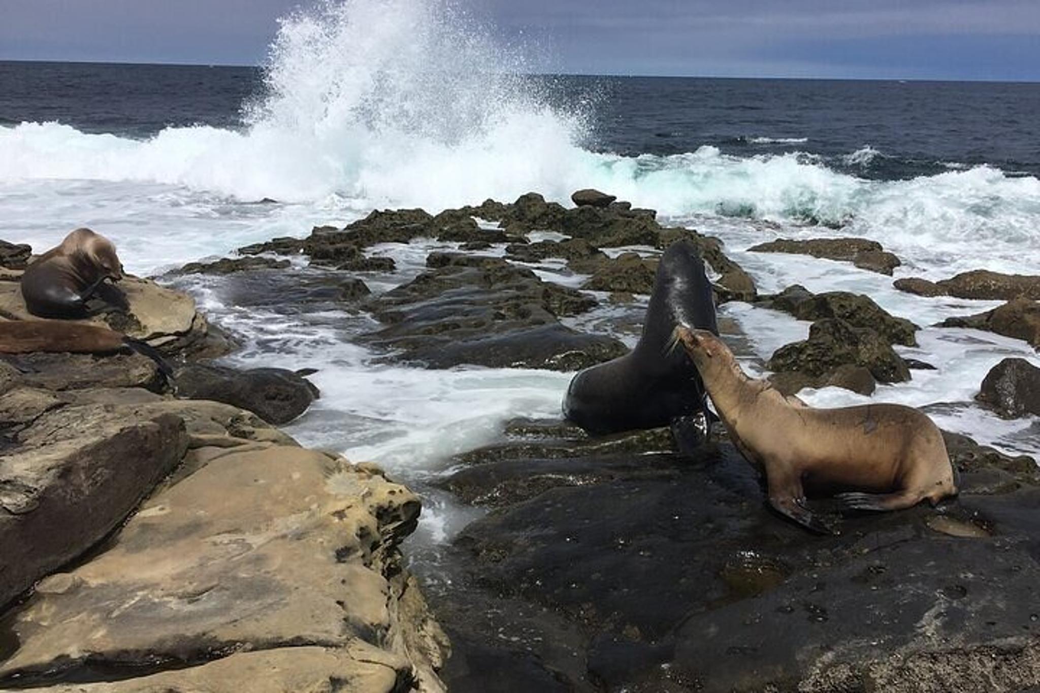 San Diego Private Tour from Oceanside 8 hr - Image 3