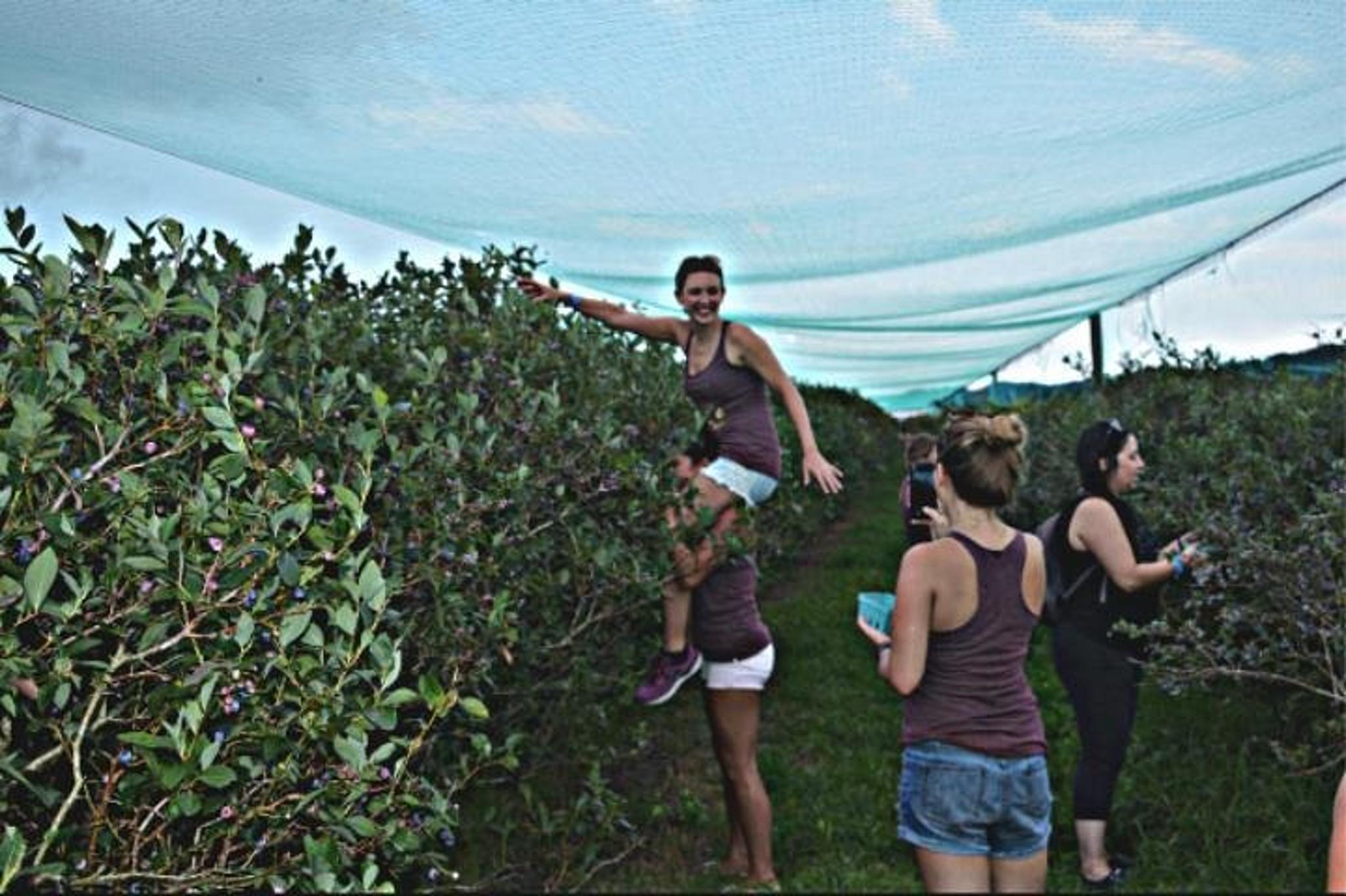 Mattituck Bike Wine Country and Orchard Tour - Image 6