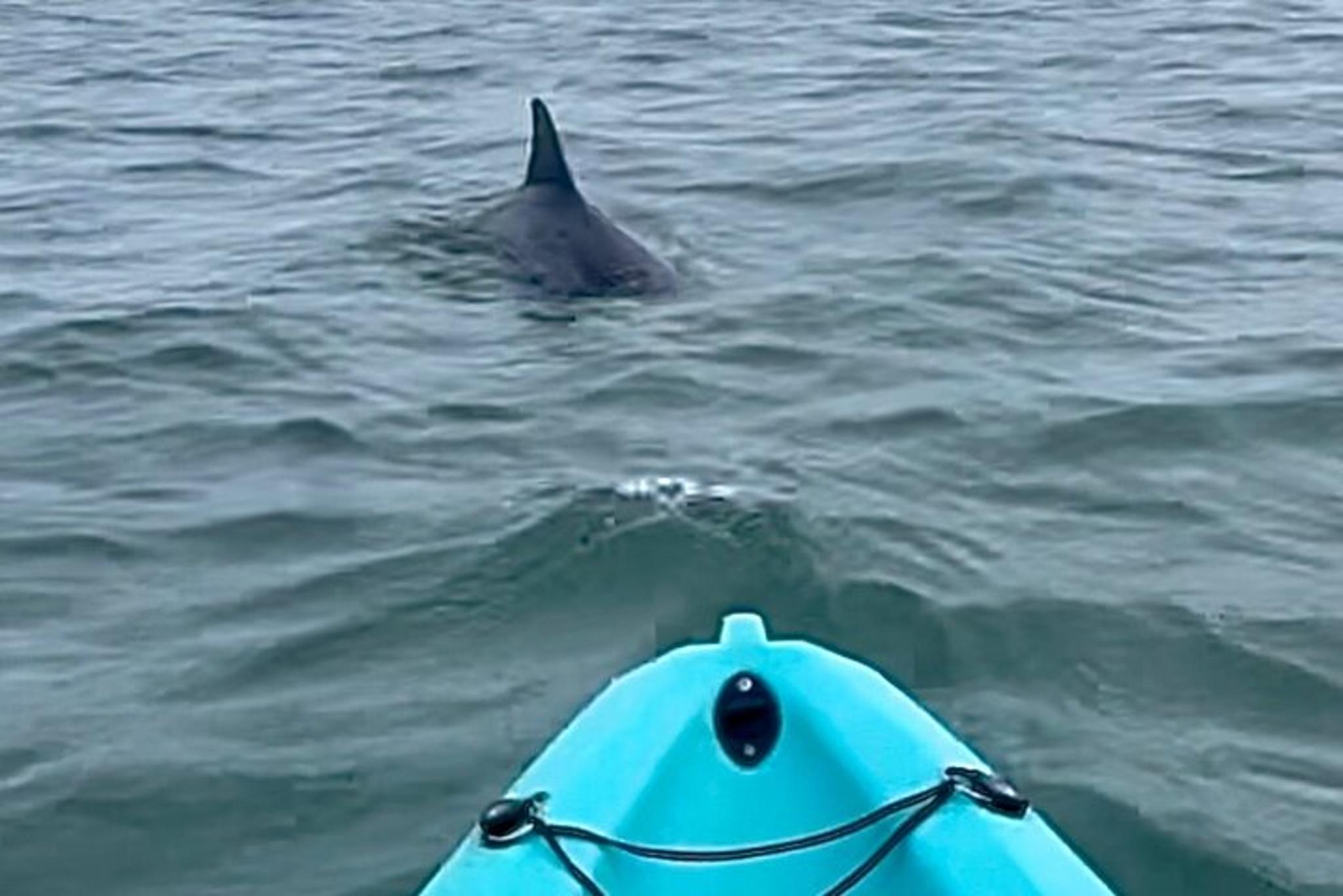 Virginia Beach Dolphin Kayak Tour
