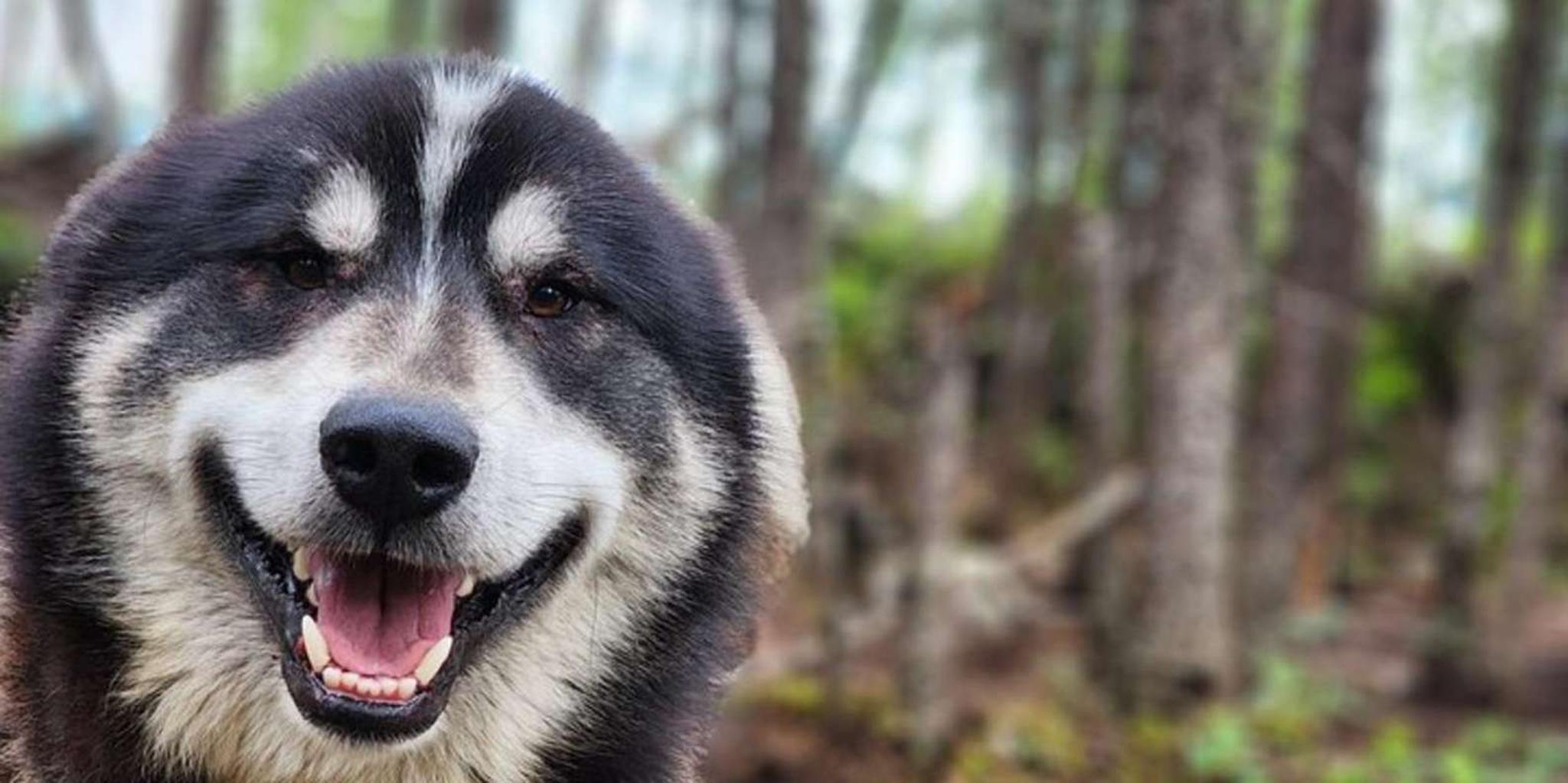 Fairbanks Alaskan Sled Dog Adventure 1.5 hr - Image 2