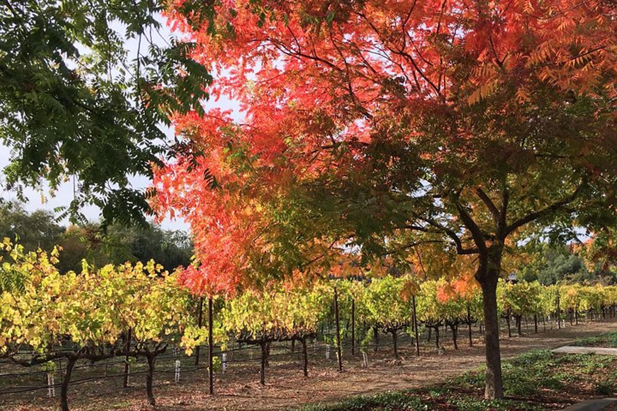 Napa Valley Wine Tour by Private SUV - Image 3