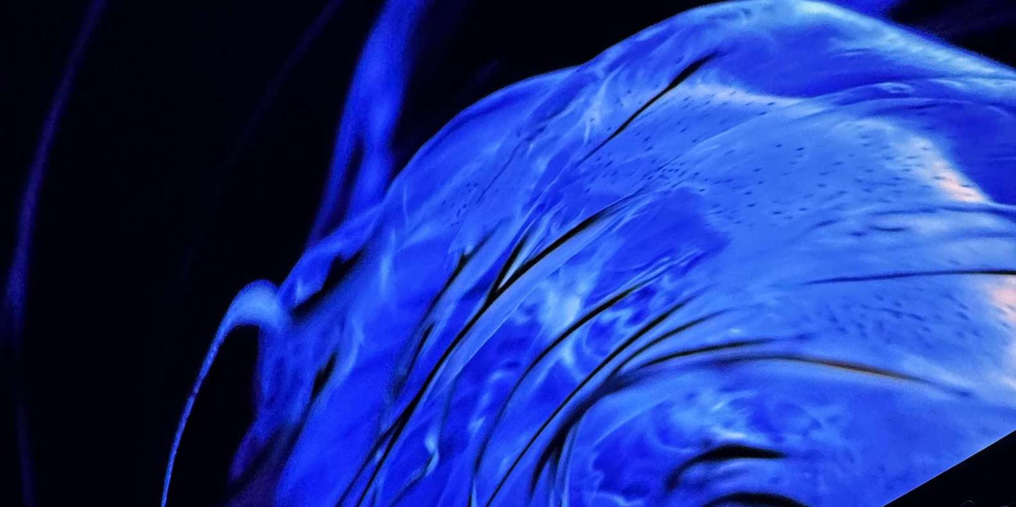 Tampa Ocean Sounds Immersive Experience 1 hr - Image 3