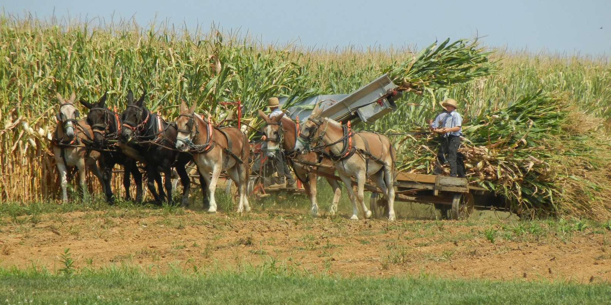 Lancaster Amish Farmlands Tour - Image 2