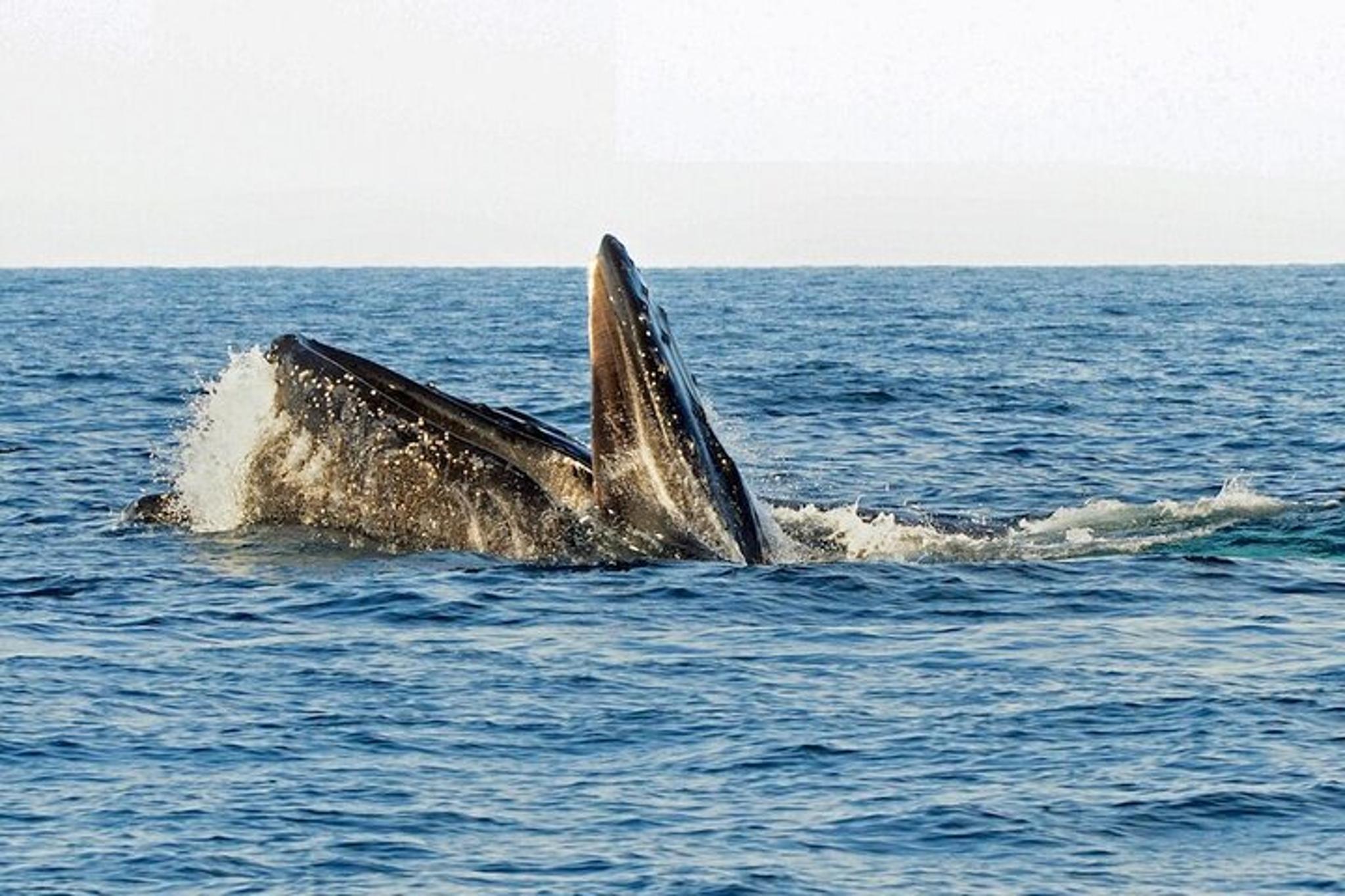 Santa Barbara Whale and Wildlife Yacht Cruise - Image 6