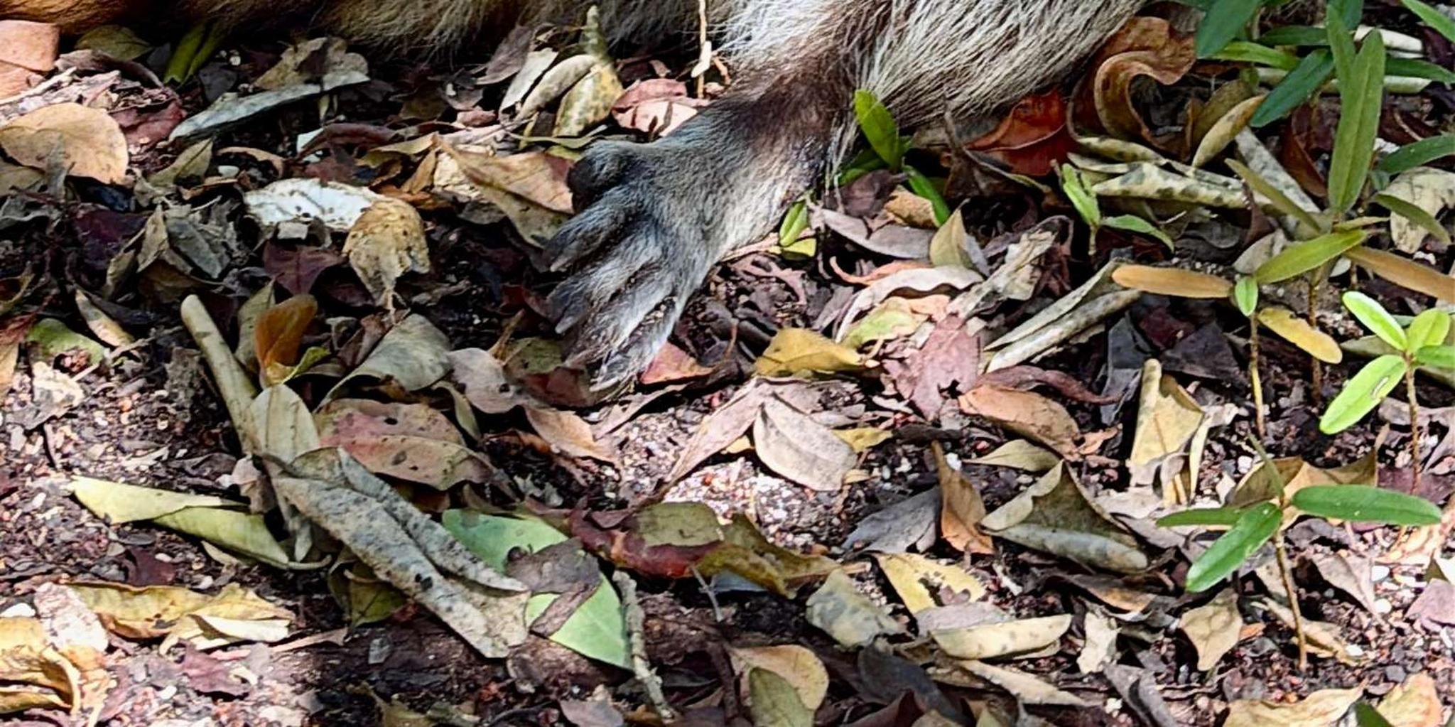 Miami Wildlife Cruise and Raccoon Island Walk - Image 5