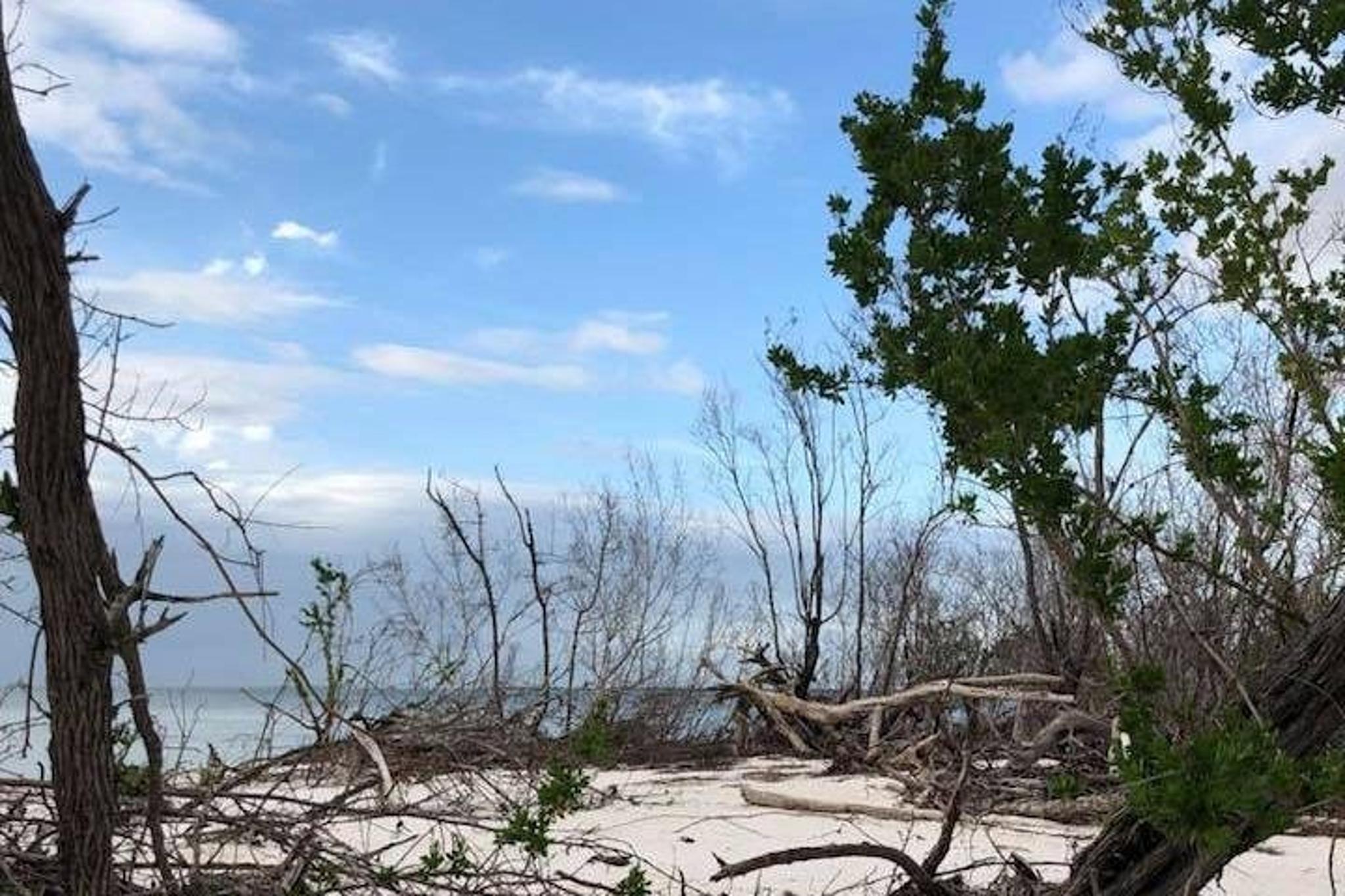Marco Island Dolphin, Birding, and Shelling Tour 2 hr
