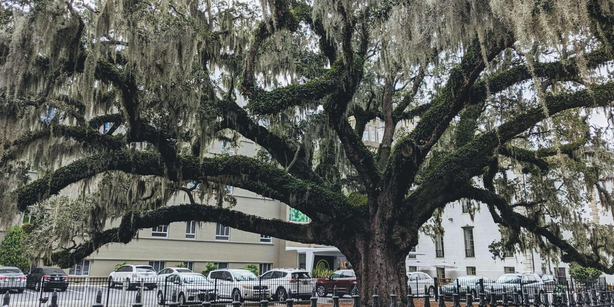 Savannah Private Tour: Historic District & Islands - Image 5