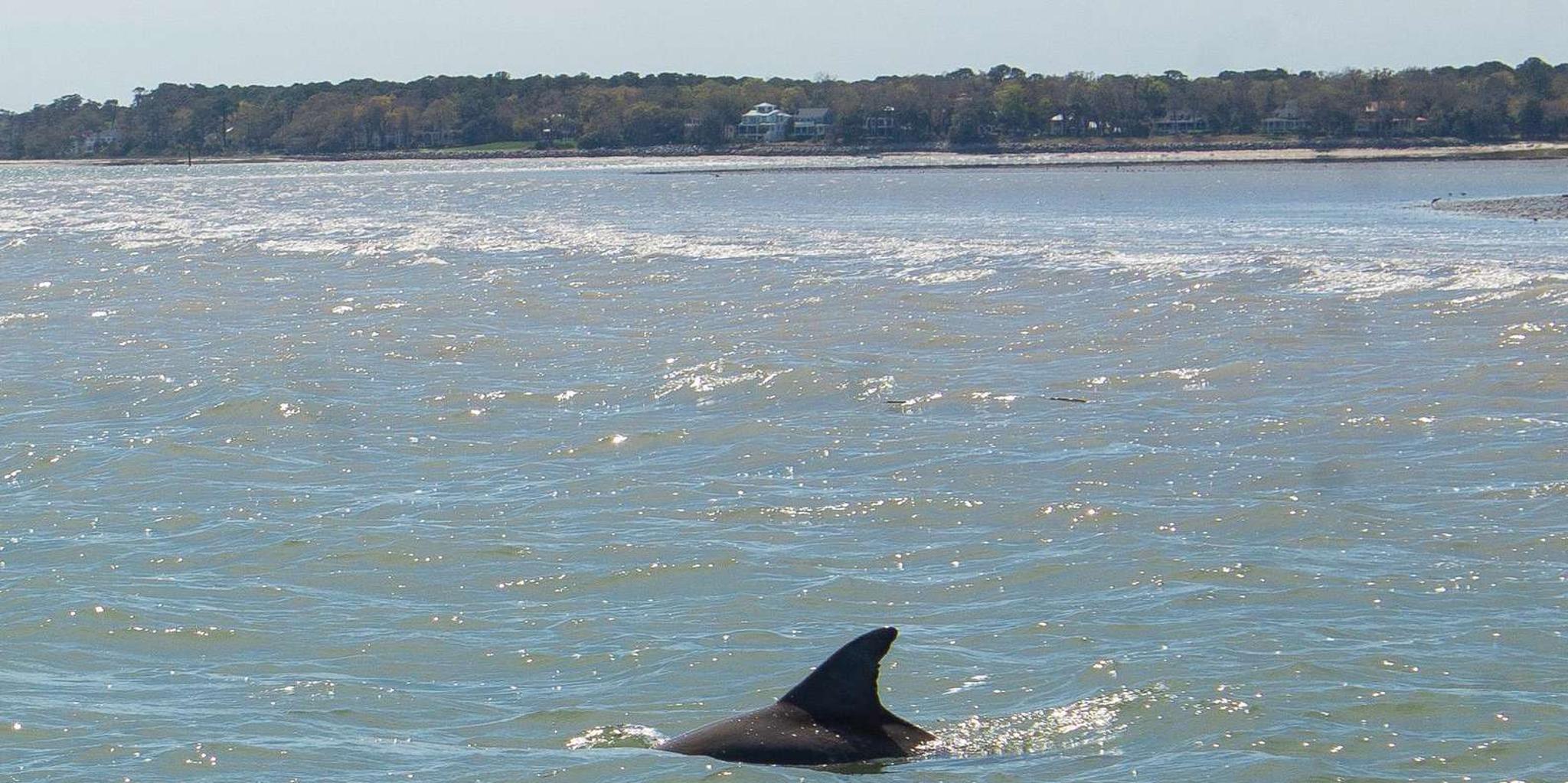 Hilton Head Dolphin Cruise & Nature Tour 1.5 hr - Image 2