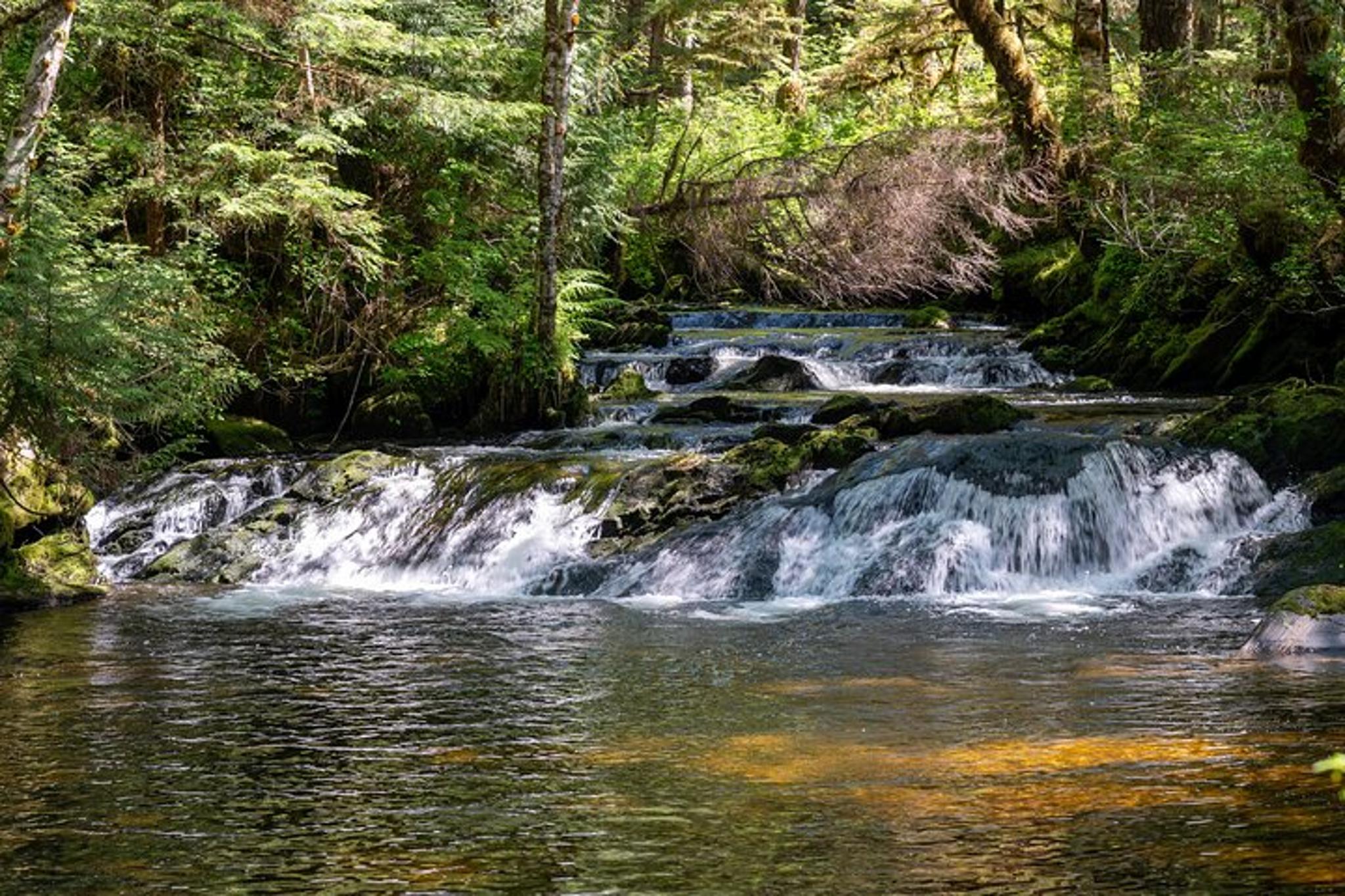 Ketchikan Old-Growth Creek Trek - Image 4