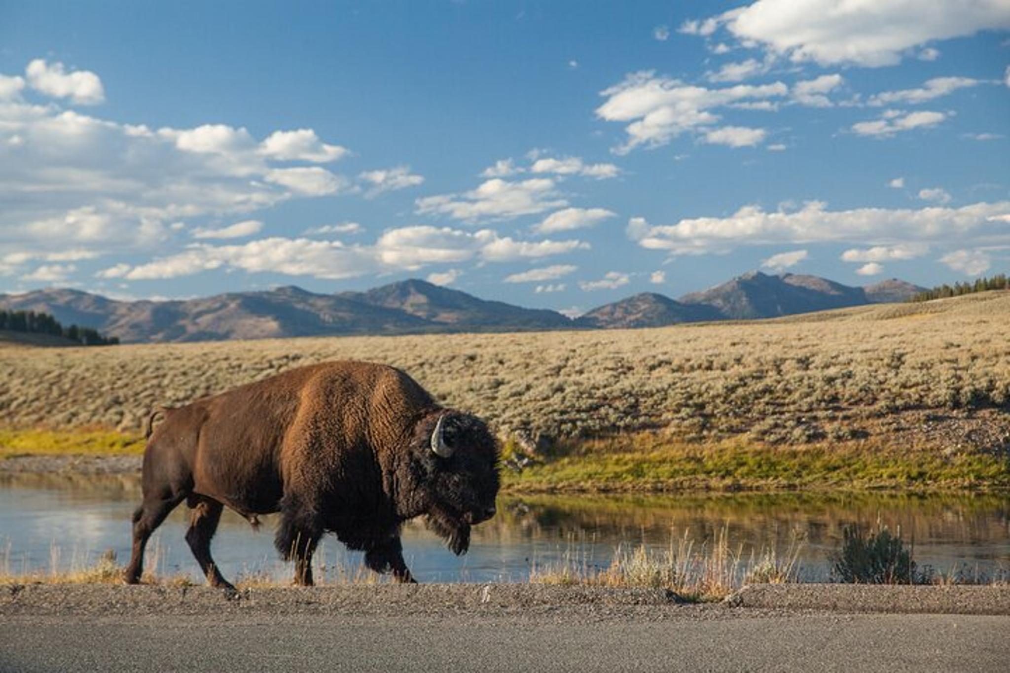 Jackson Yellowstone Private Tour & Hike Full Day - Image 3